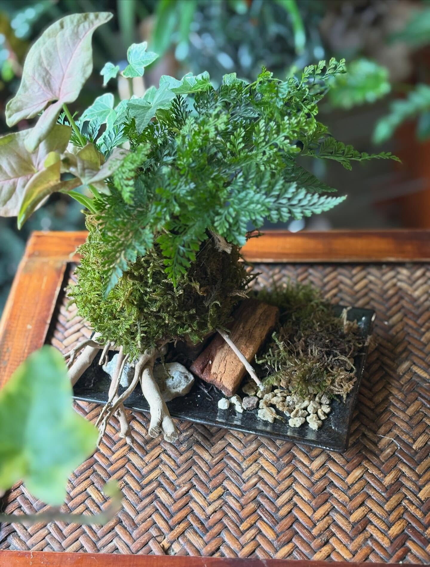 ◾️苔玉ワークショップ◾️