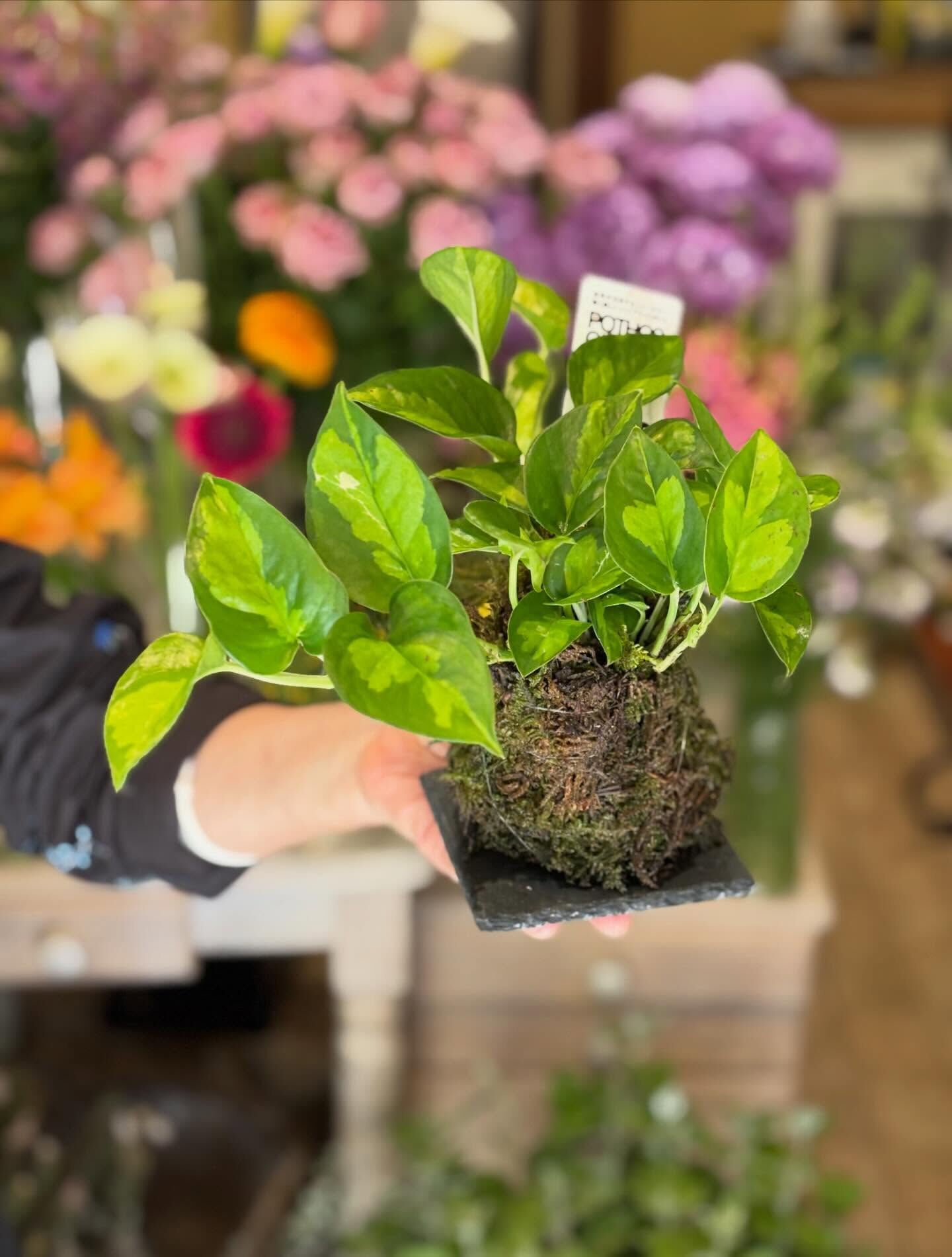 ◾️苔玉ワークショップ◾️