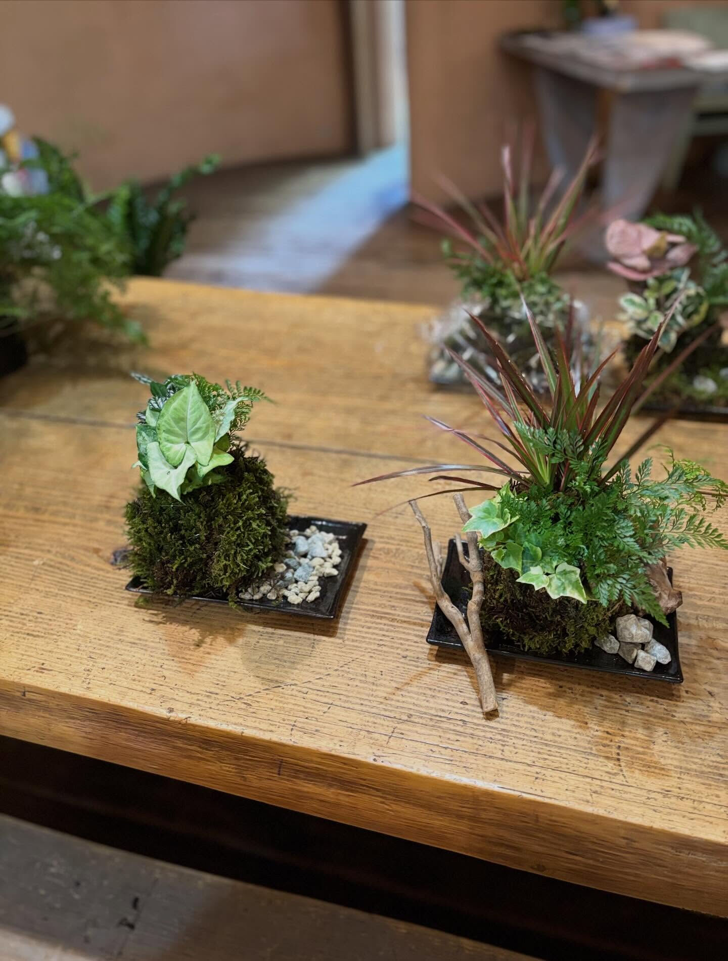 ◾️苔玉ワークショップ◾️