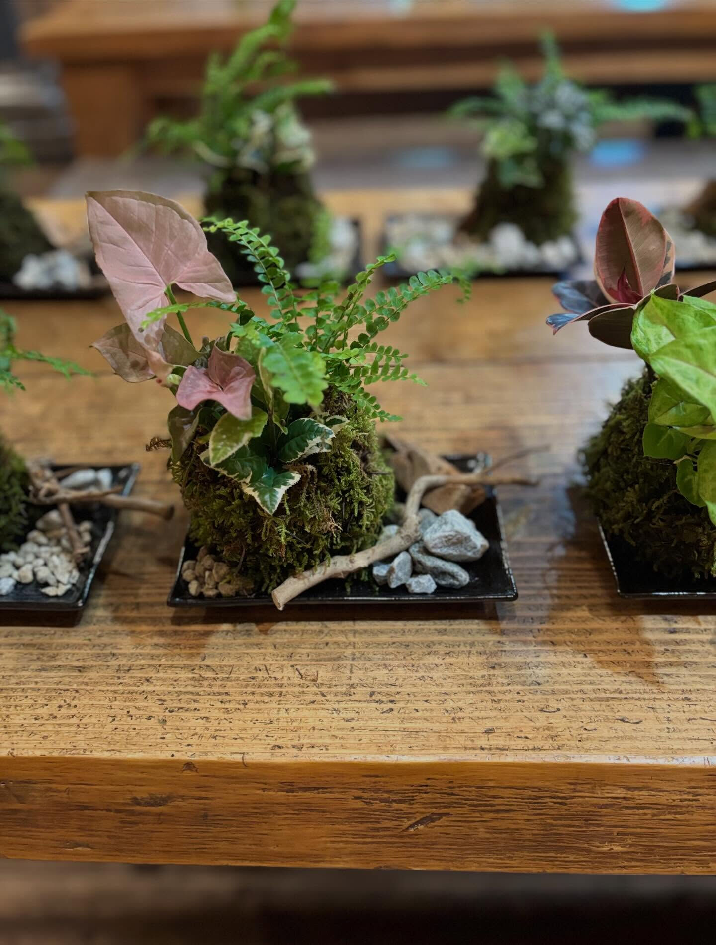◾️苔玉ワークショップ◾️
