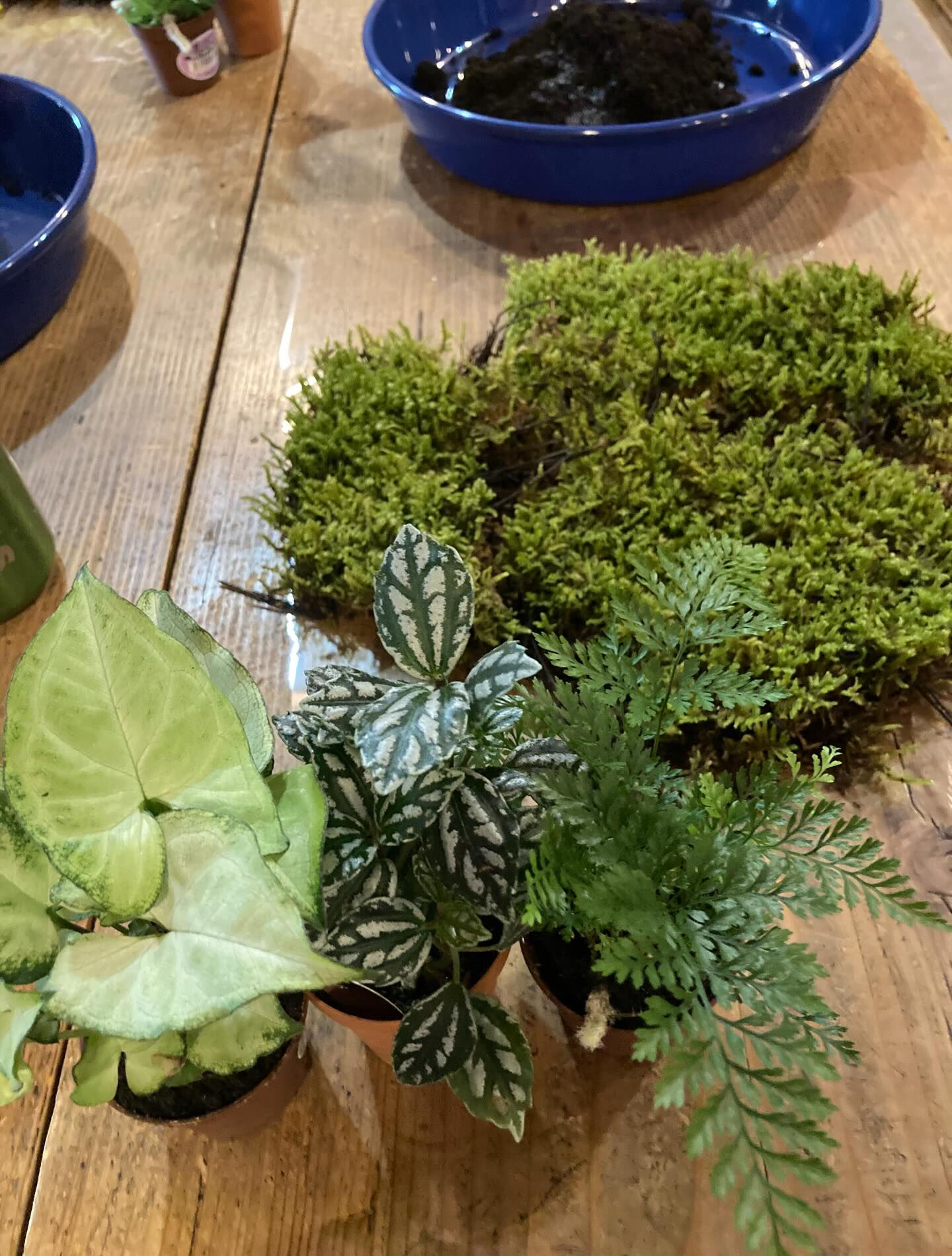 ◾️苔玉ワークショップ◾️