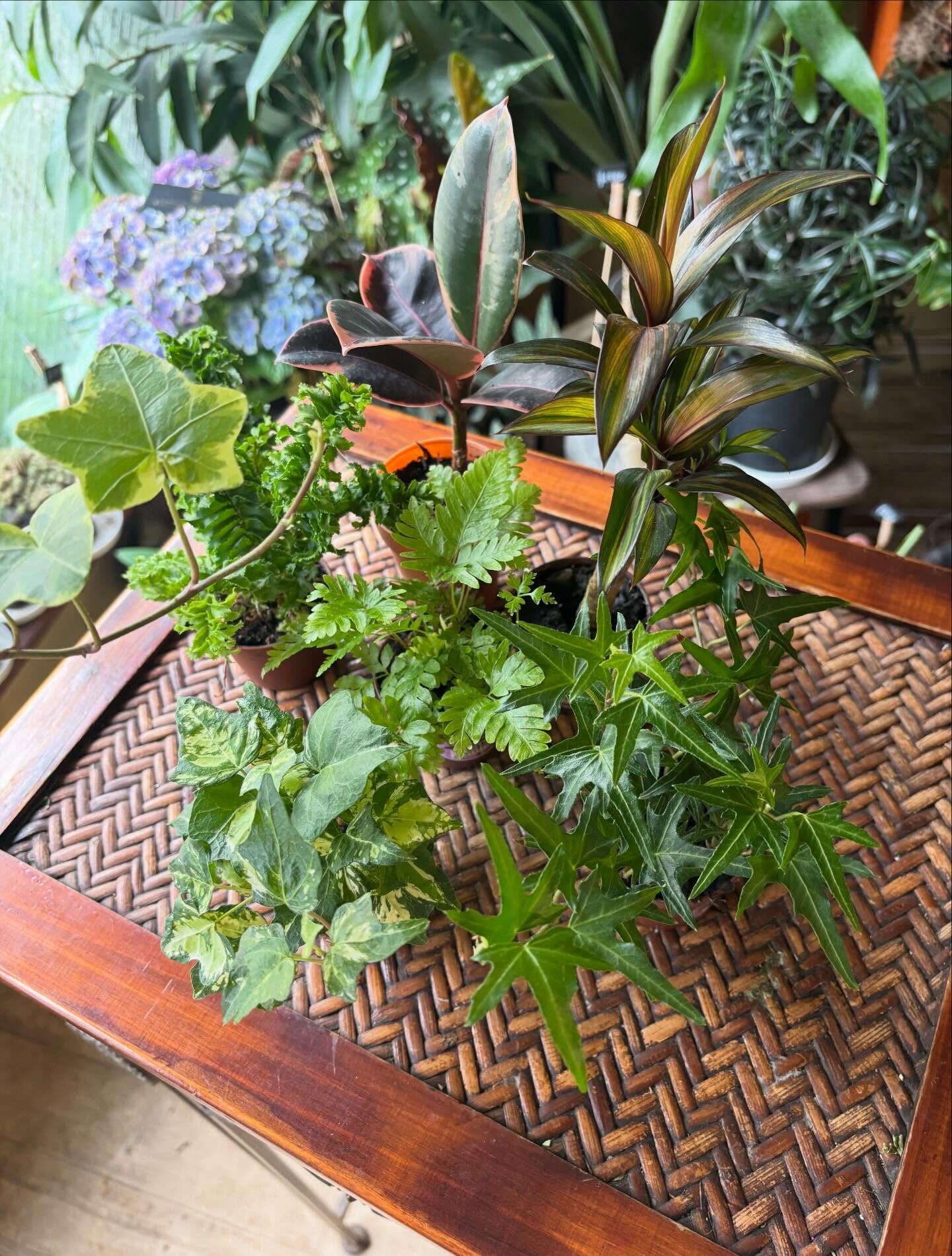 ◾️苔玉ワークショップ◾️