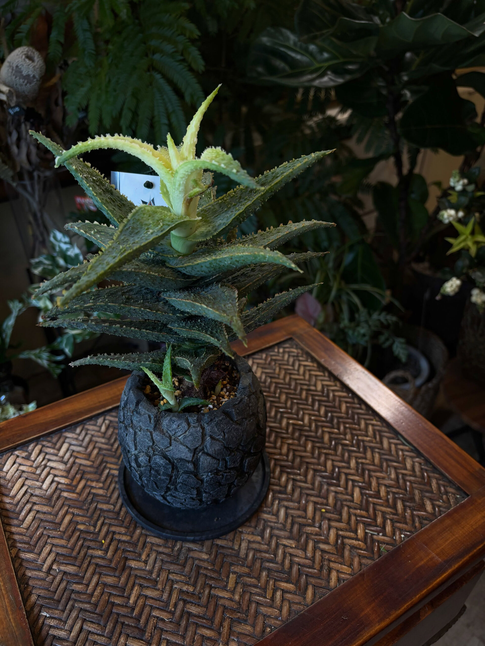鉢物入荷してます