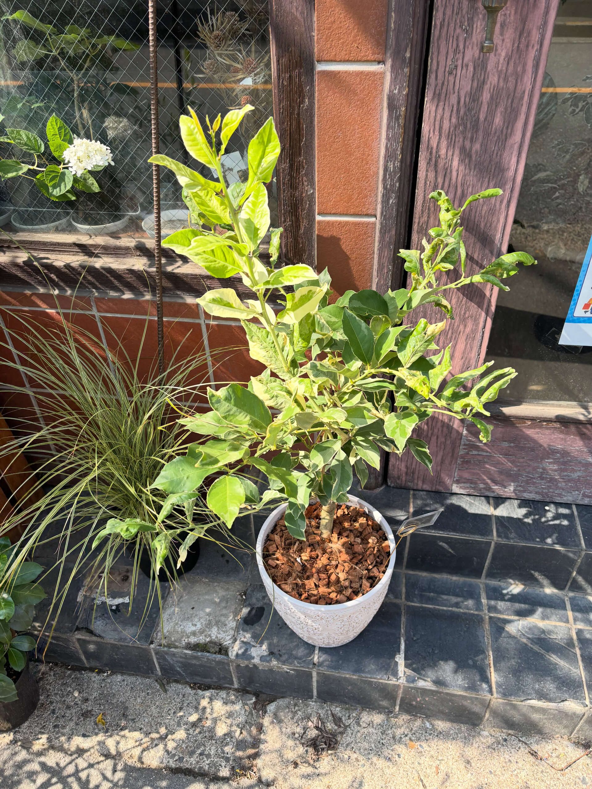 鉢物入荷してます