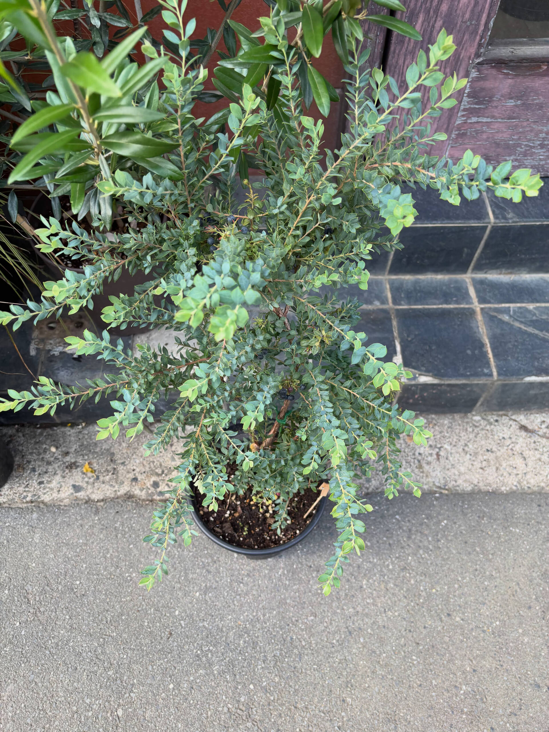 鉢物入荷してます