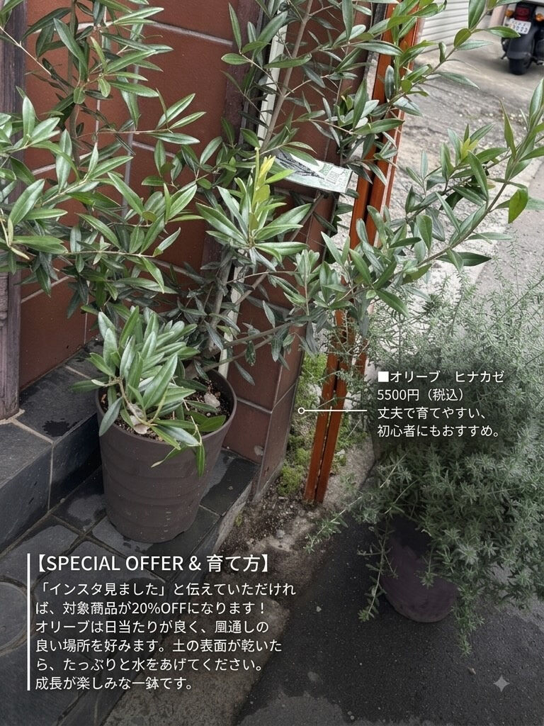 鉢物入荷してます