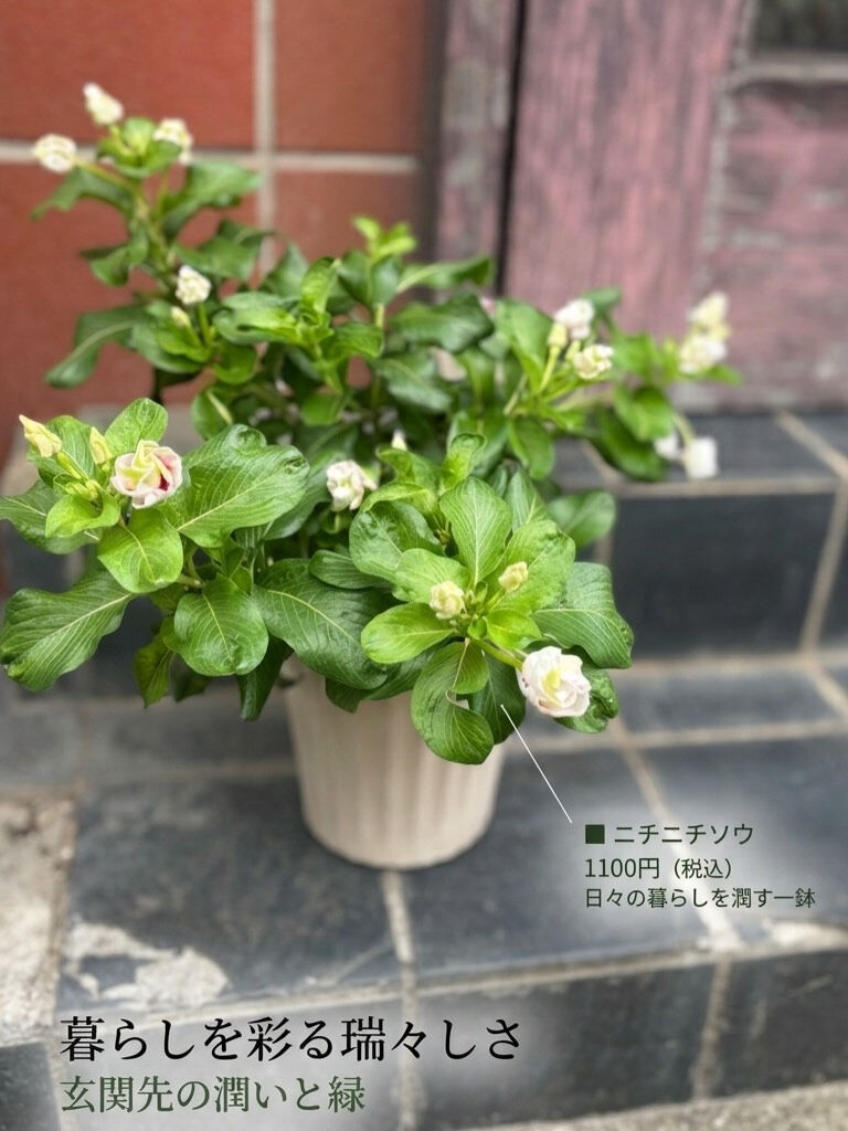 鉢物入荷してます