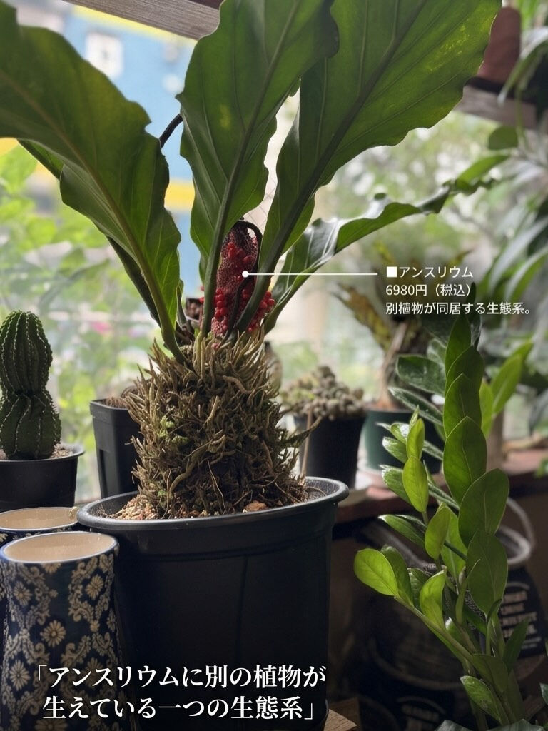 鉢物入荷してます