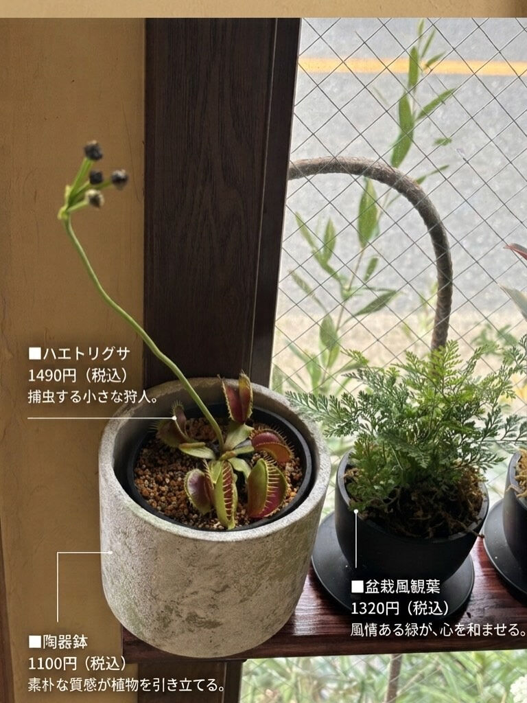 鉢物入荷してます