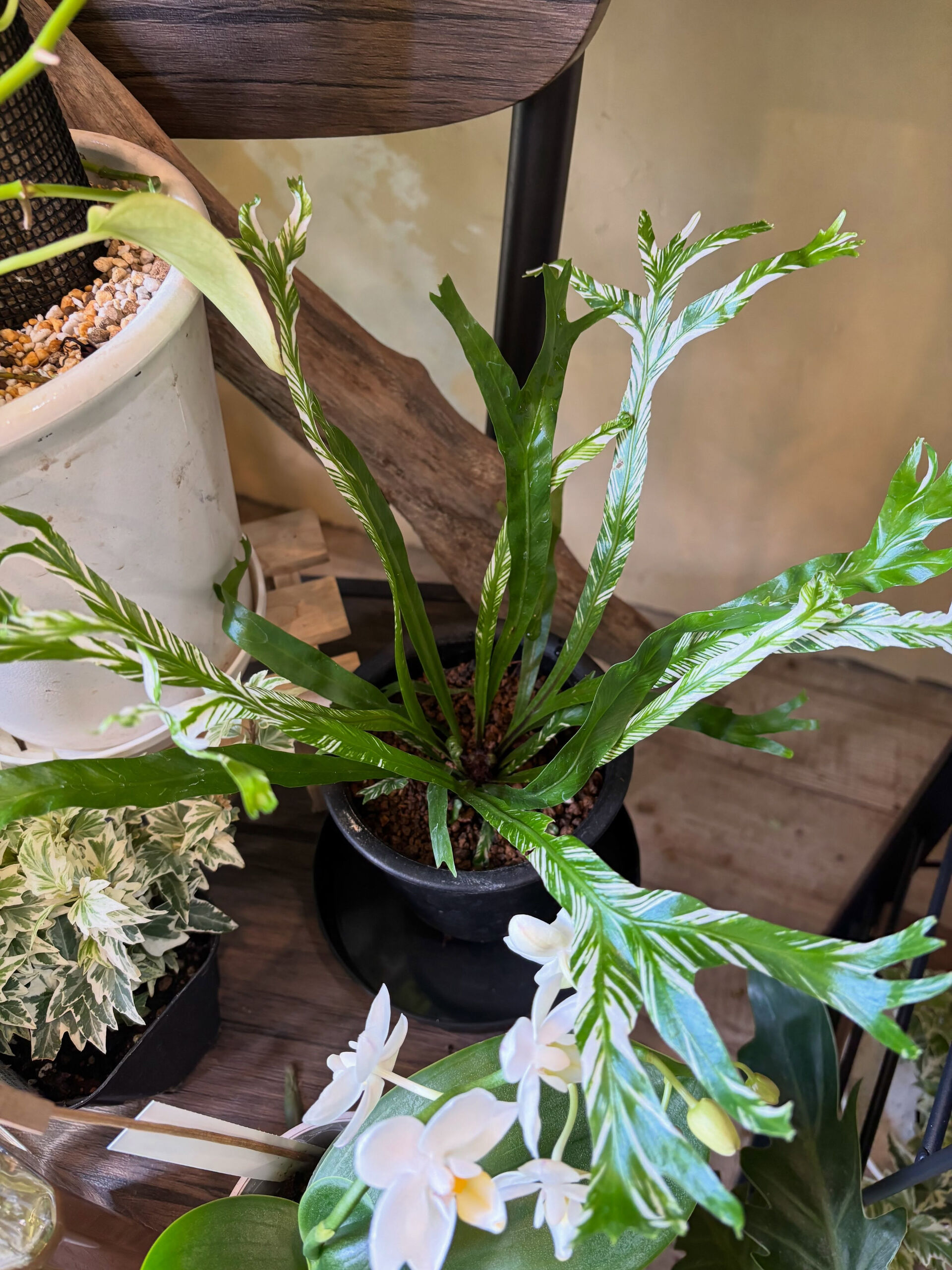 鉢物入荷してます