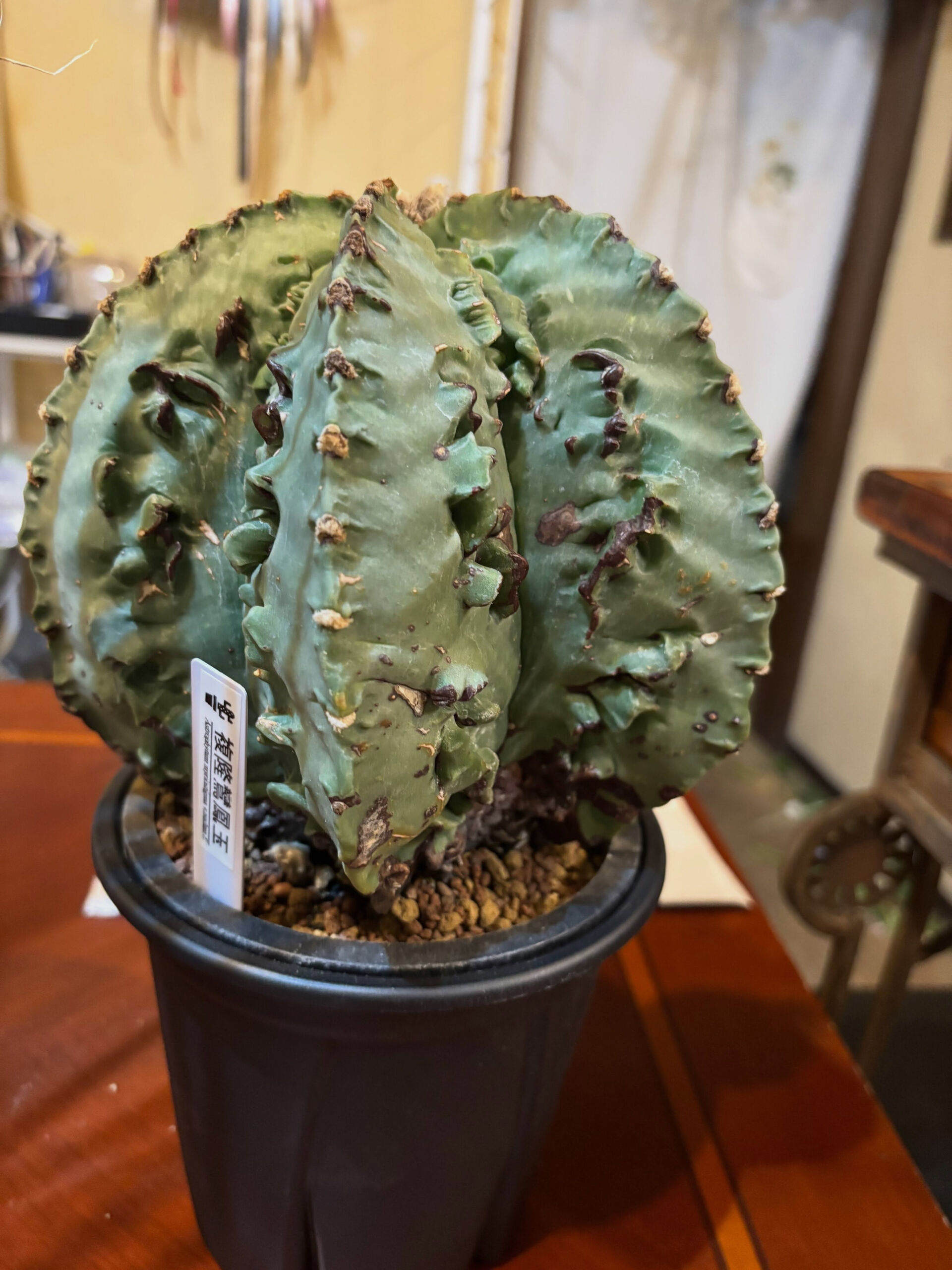 鉢物入荷しております！