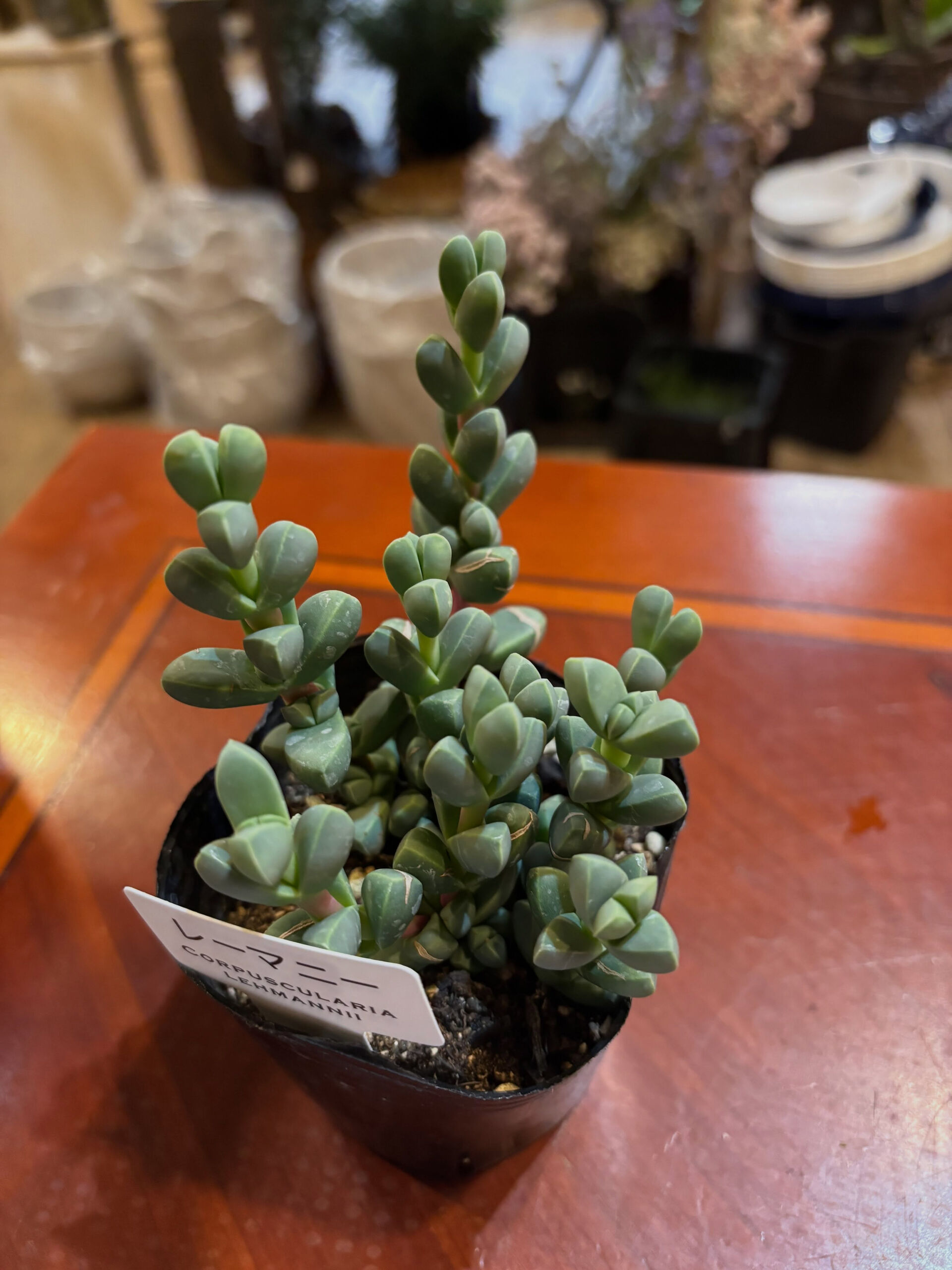 鉢物入荷しております！