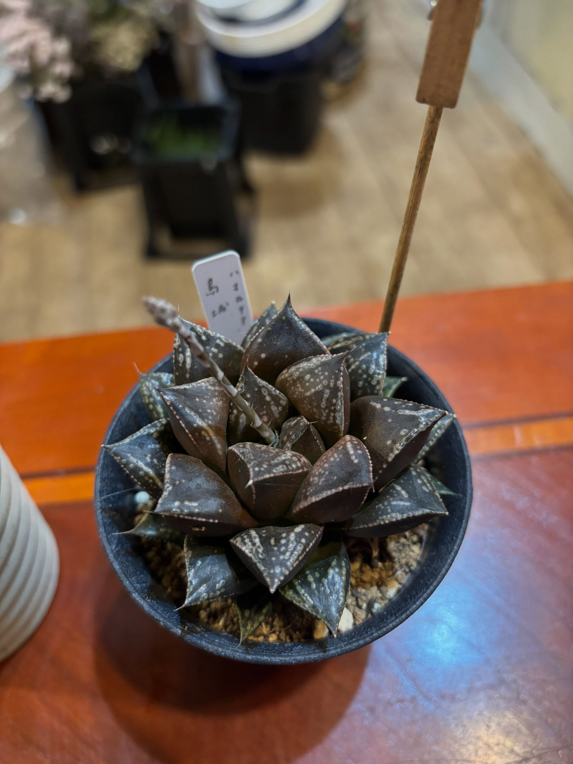 鉢物入荷しております！