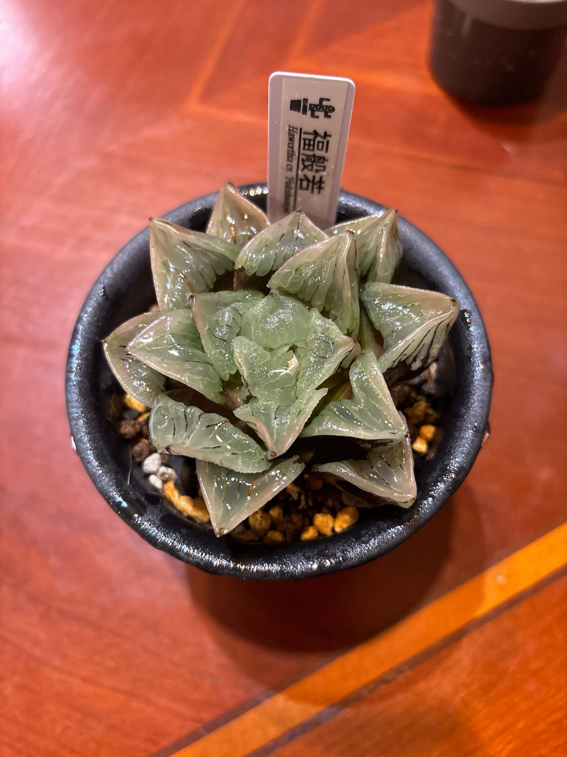 鉢物入荷しております！