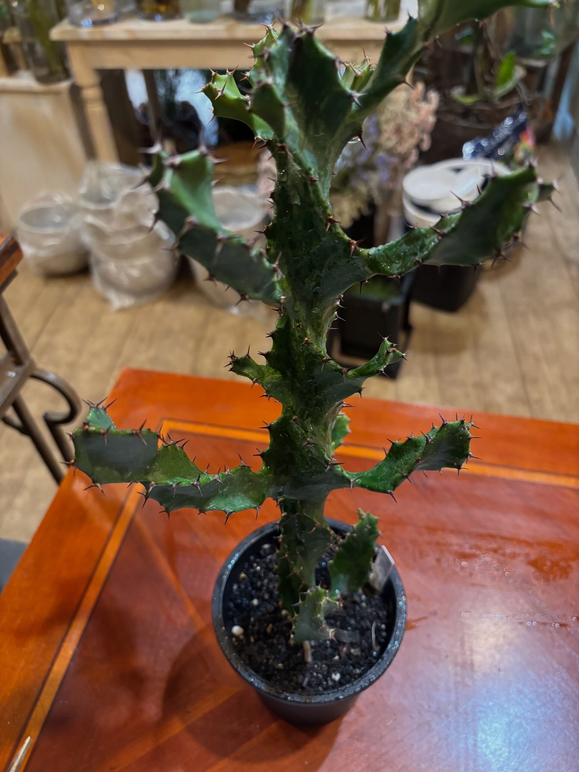 鉢物入荷しております！