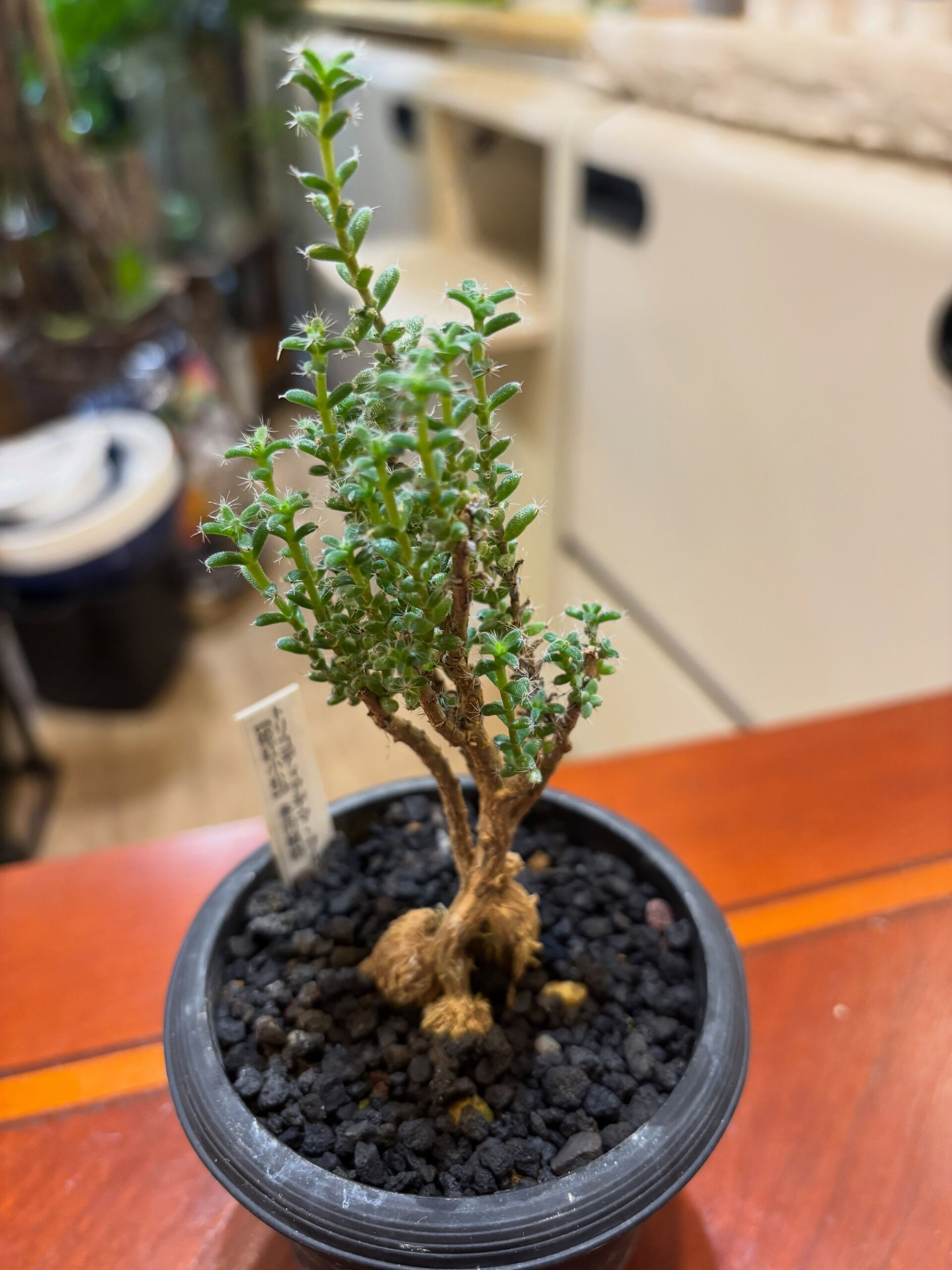 鉢物入荷しております！