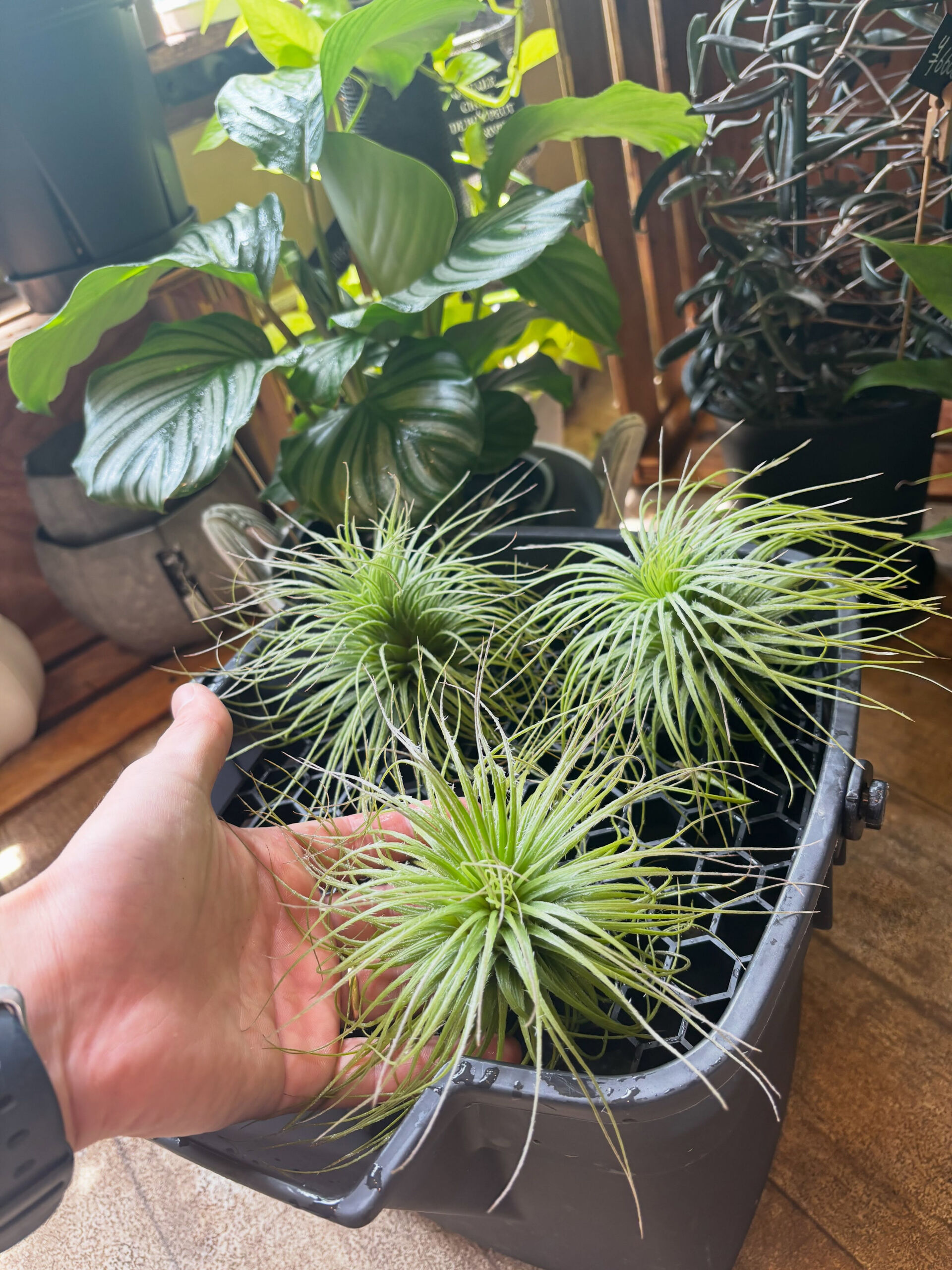 鉢物入荷しております！