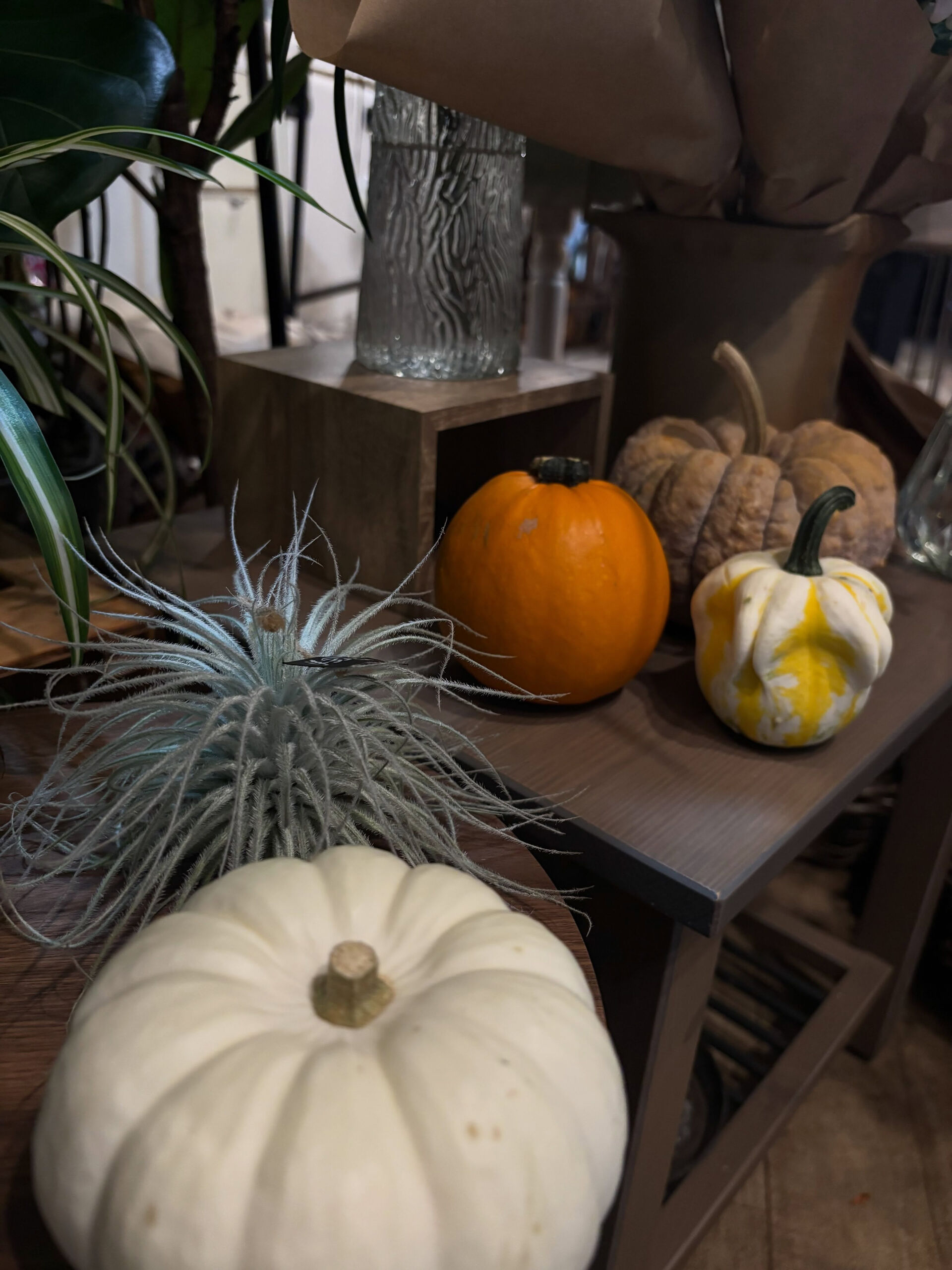 秋のお花入荷しております🎃 
