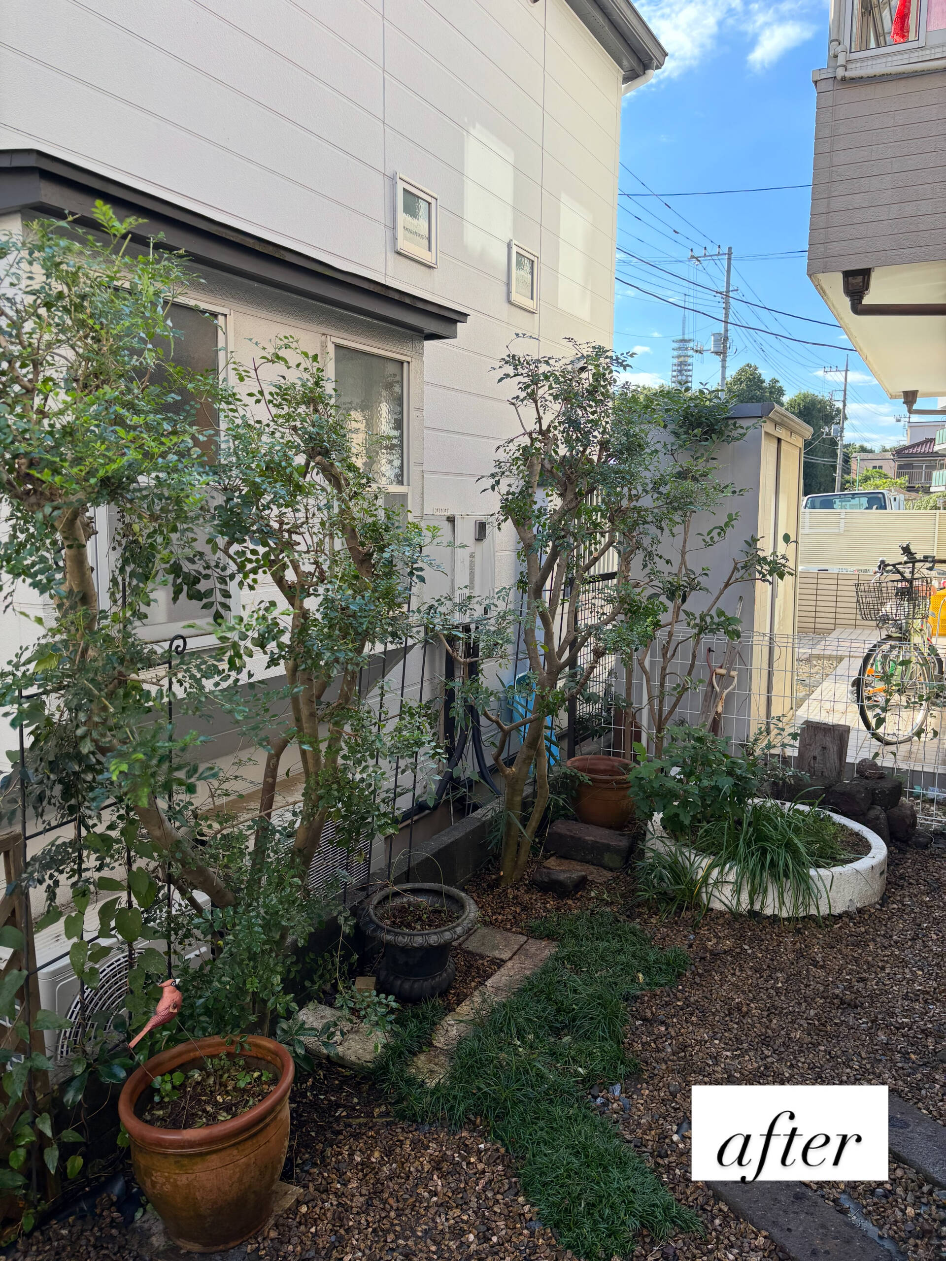お庭の雑草対策と庭木の剪定を行いました 🌱