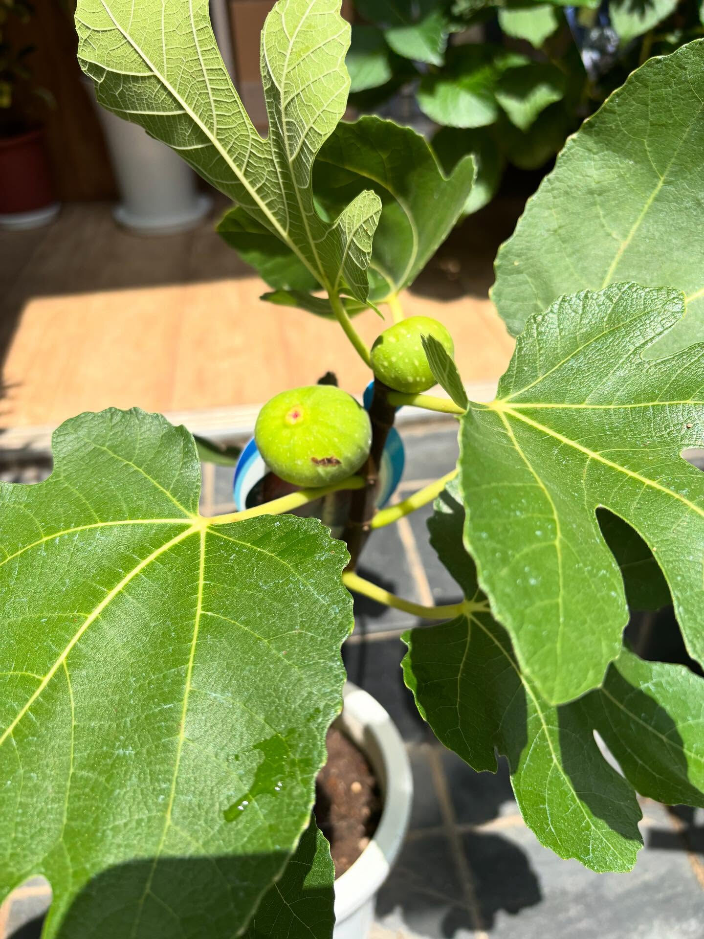 🍑 _完熟のいちじく、食べたことありますか？_ 