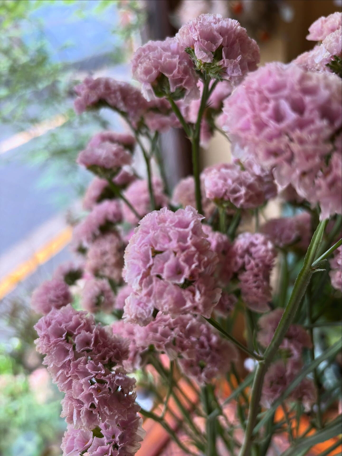 今日の仕入れから、ちょっと特別なリモニウムをご紹介