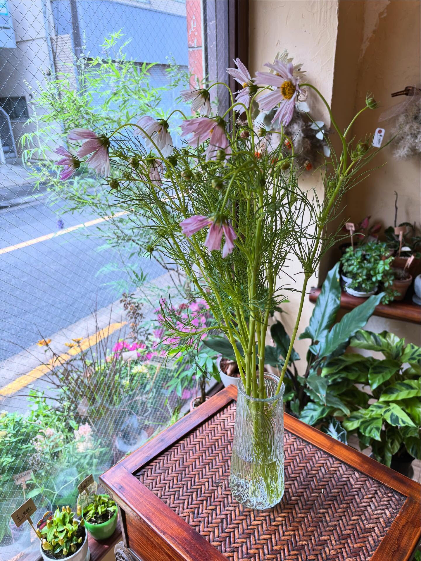 今日の仕入れから、ちょっと特別なリモニウムをご紹介