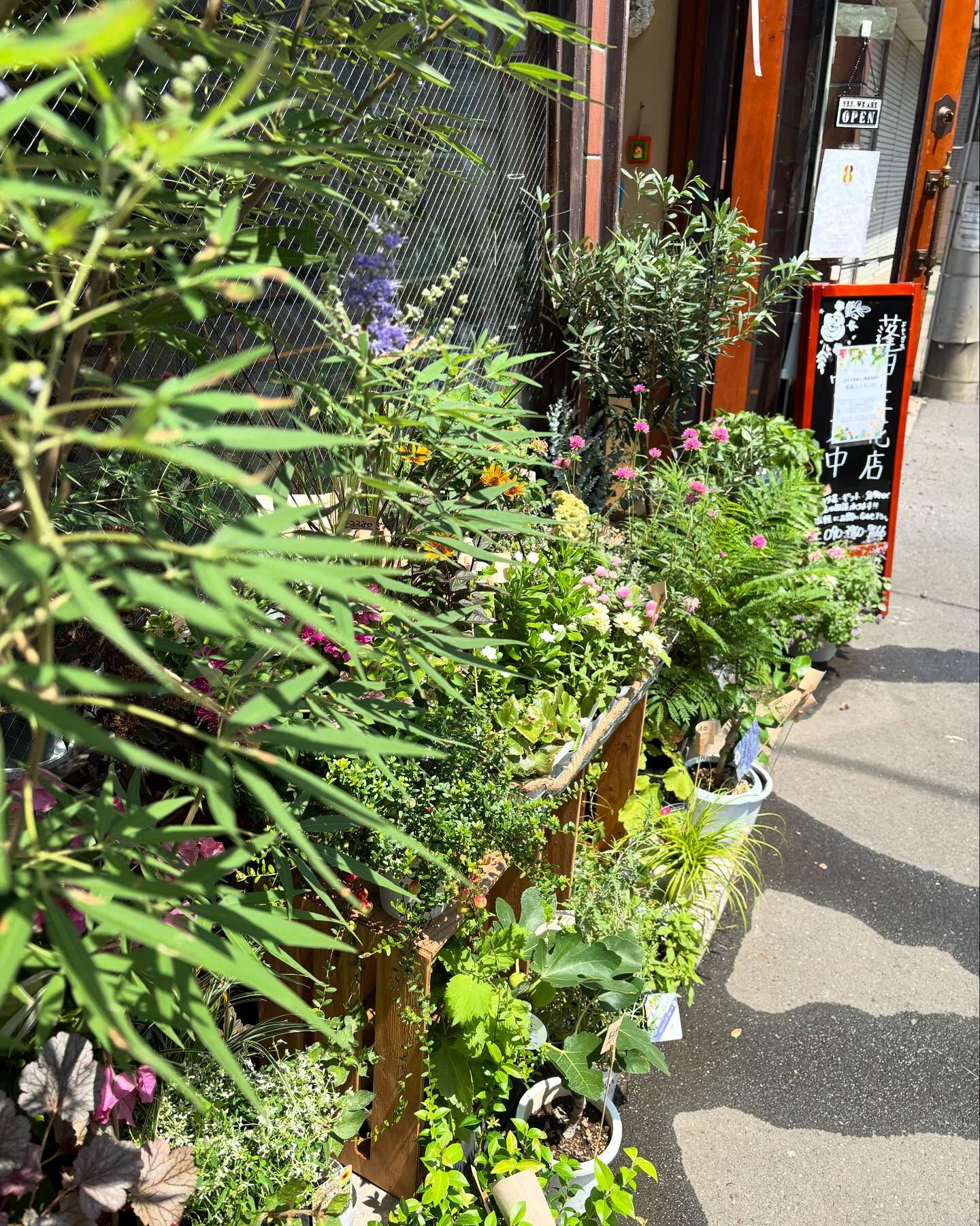 秋、迎える準備は鉢植えから