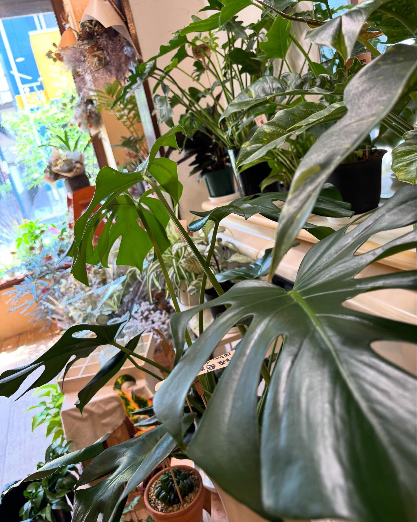 秋、迎える準備は鉢植えから