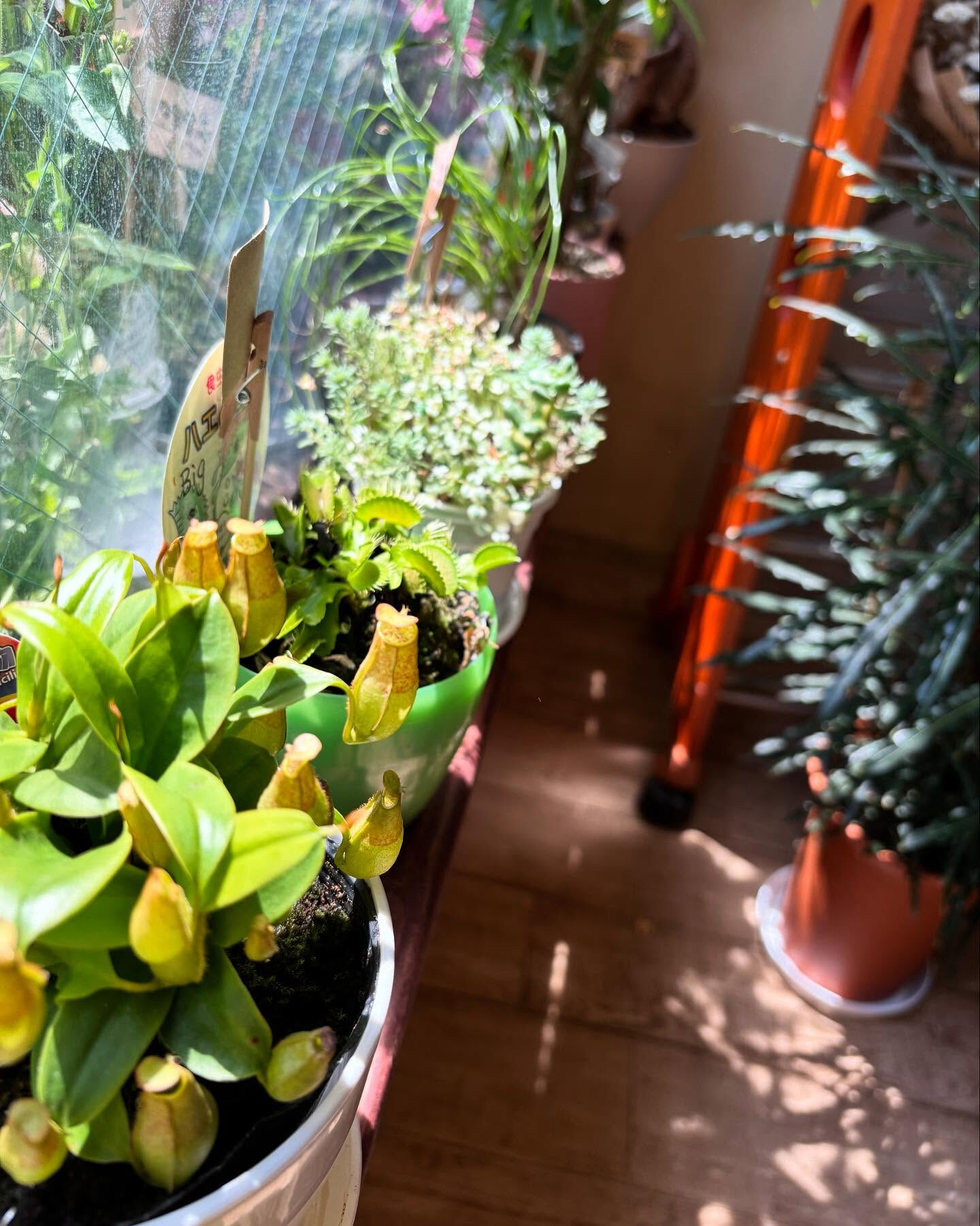 秋、迎える準備は鉢植えから