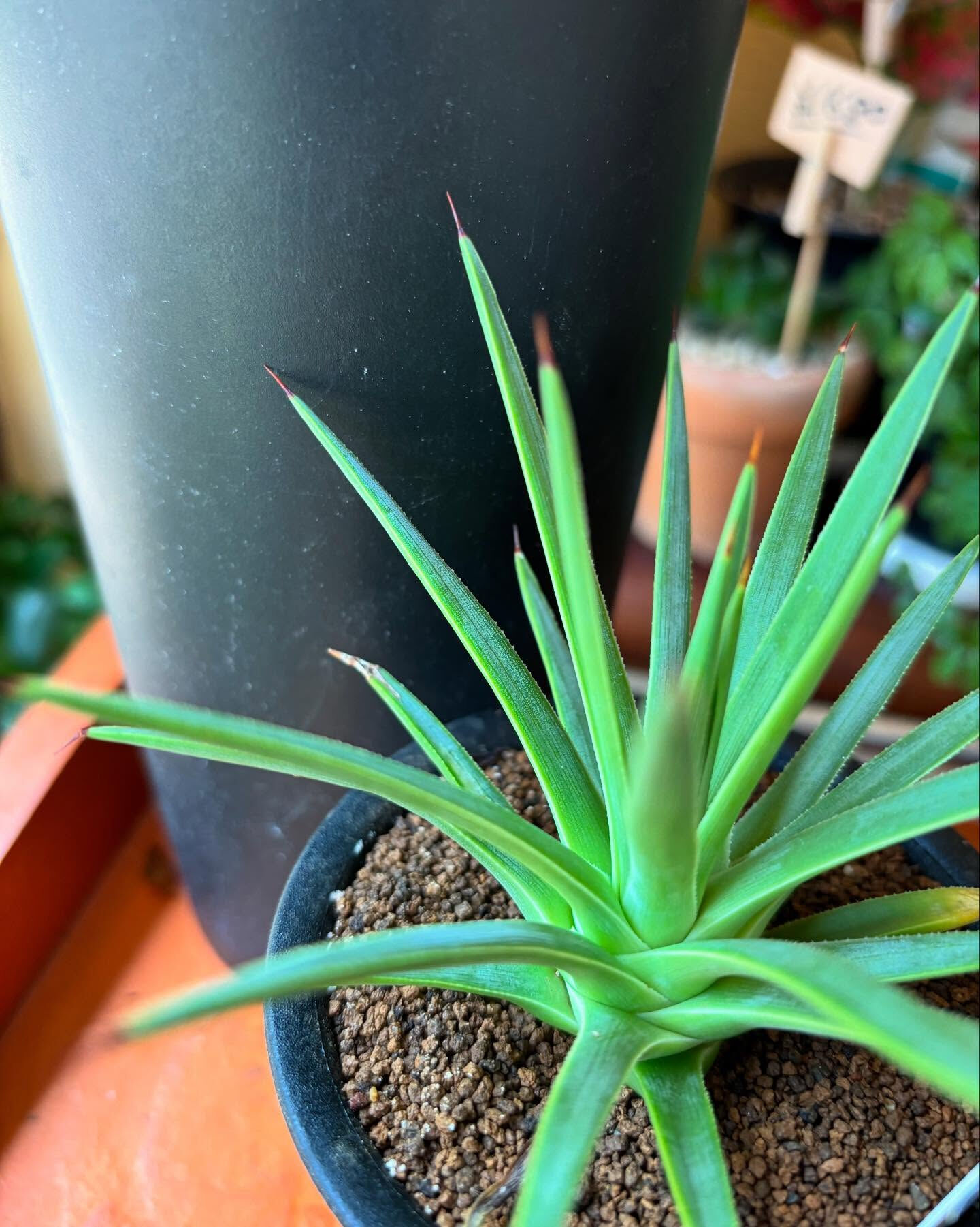 秋、迎える準備は鉢植えから