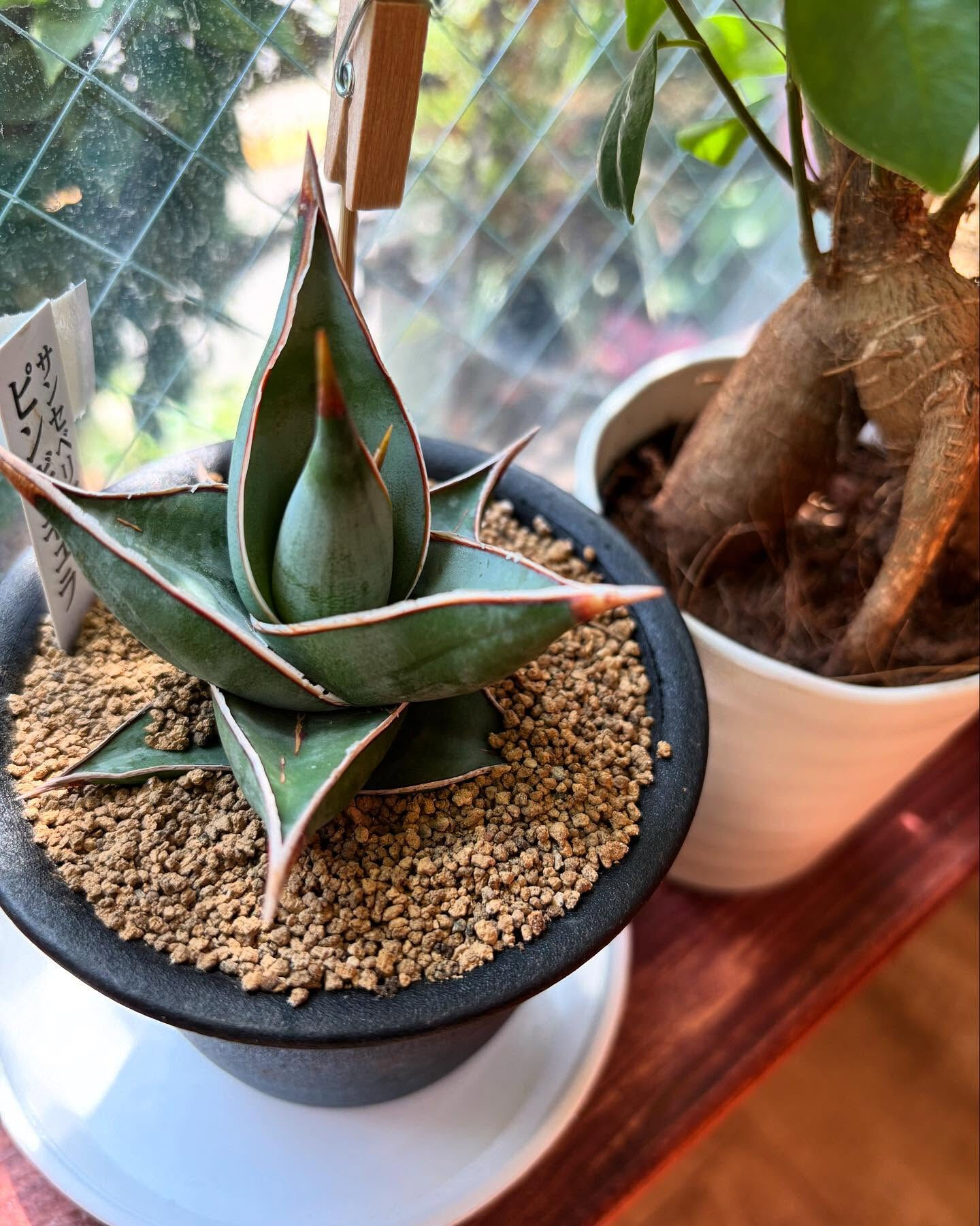 秋、迎える準備は鉢植えから
