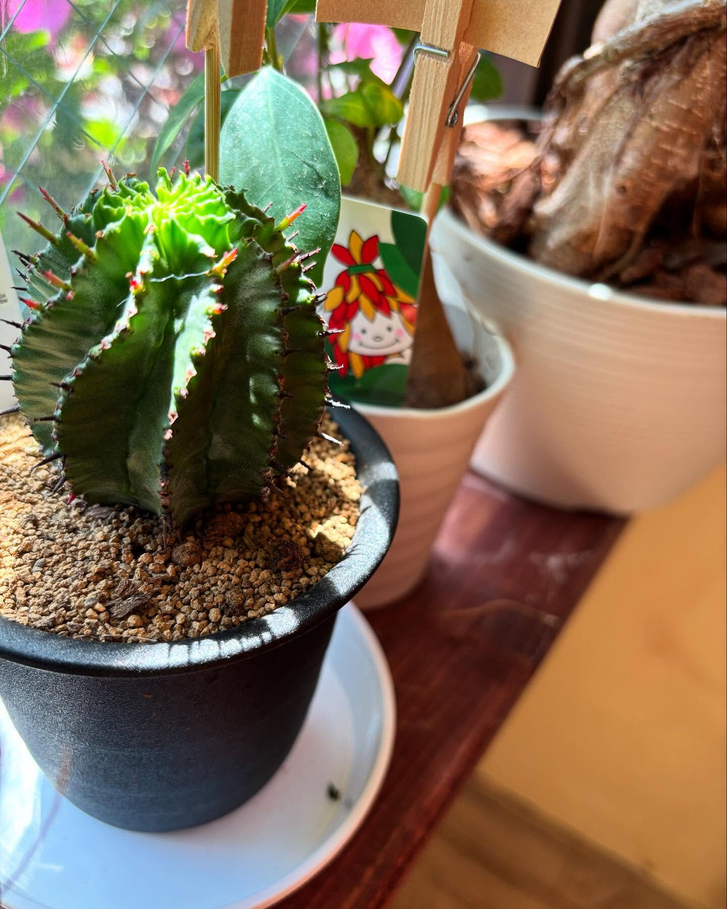秋、迎える準備は鉢植えから