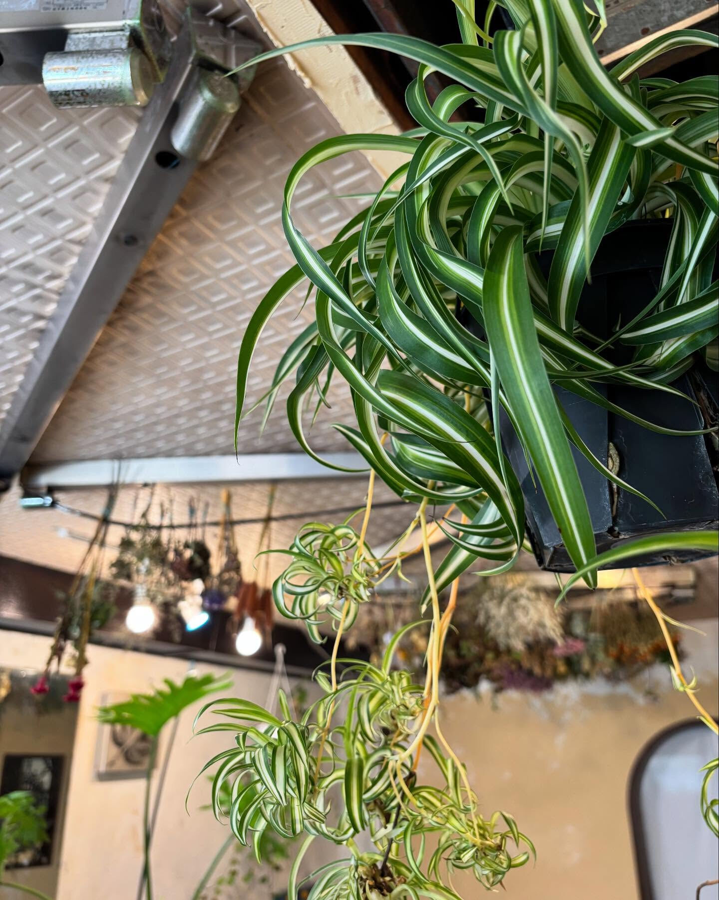 秋、迎える準備は鉢植えから