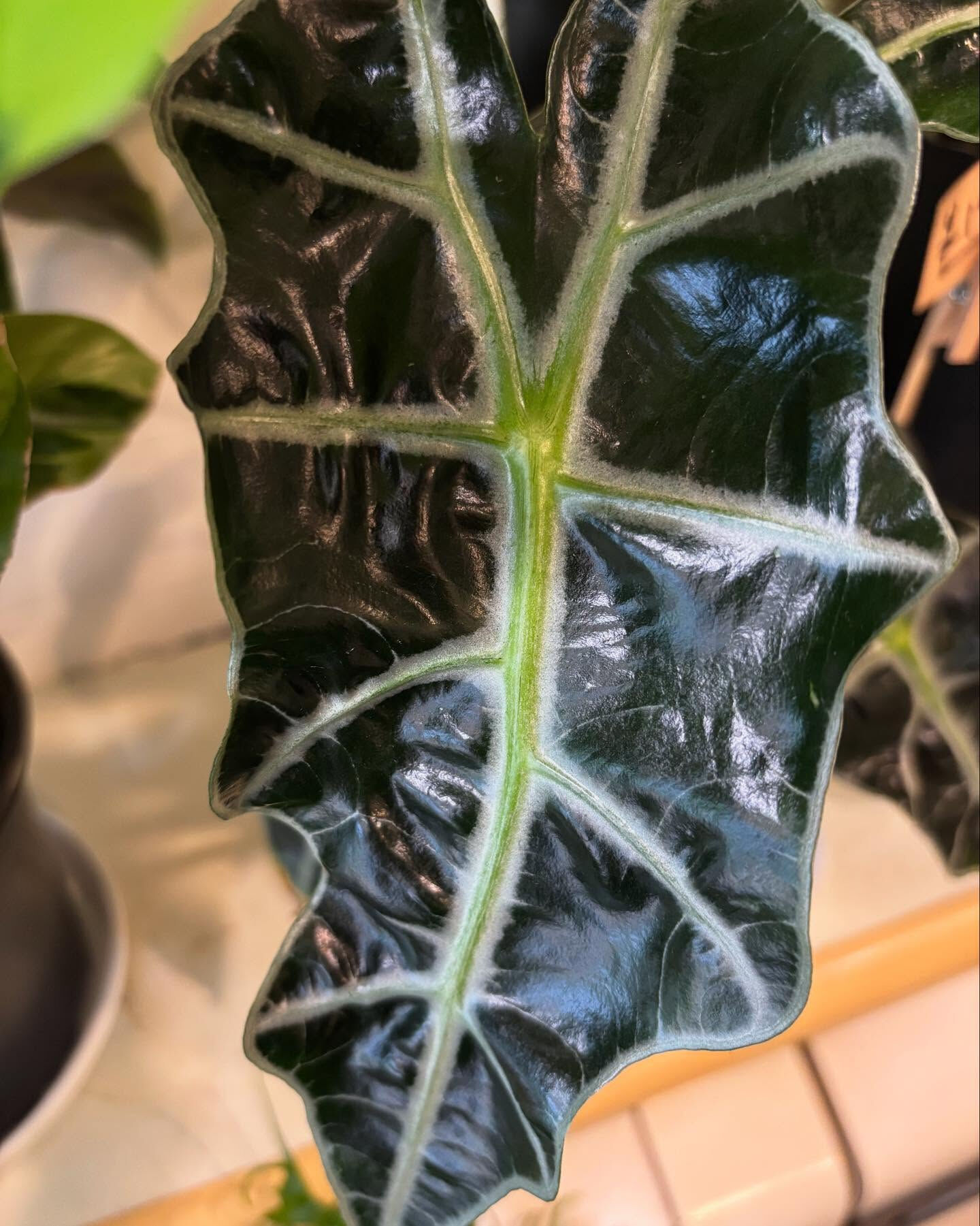 秋、迎える準備は鉢植えから