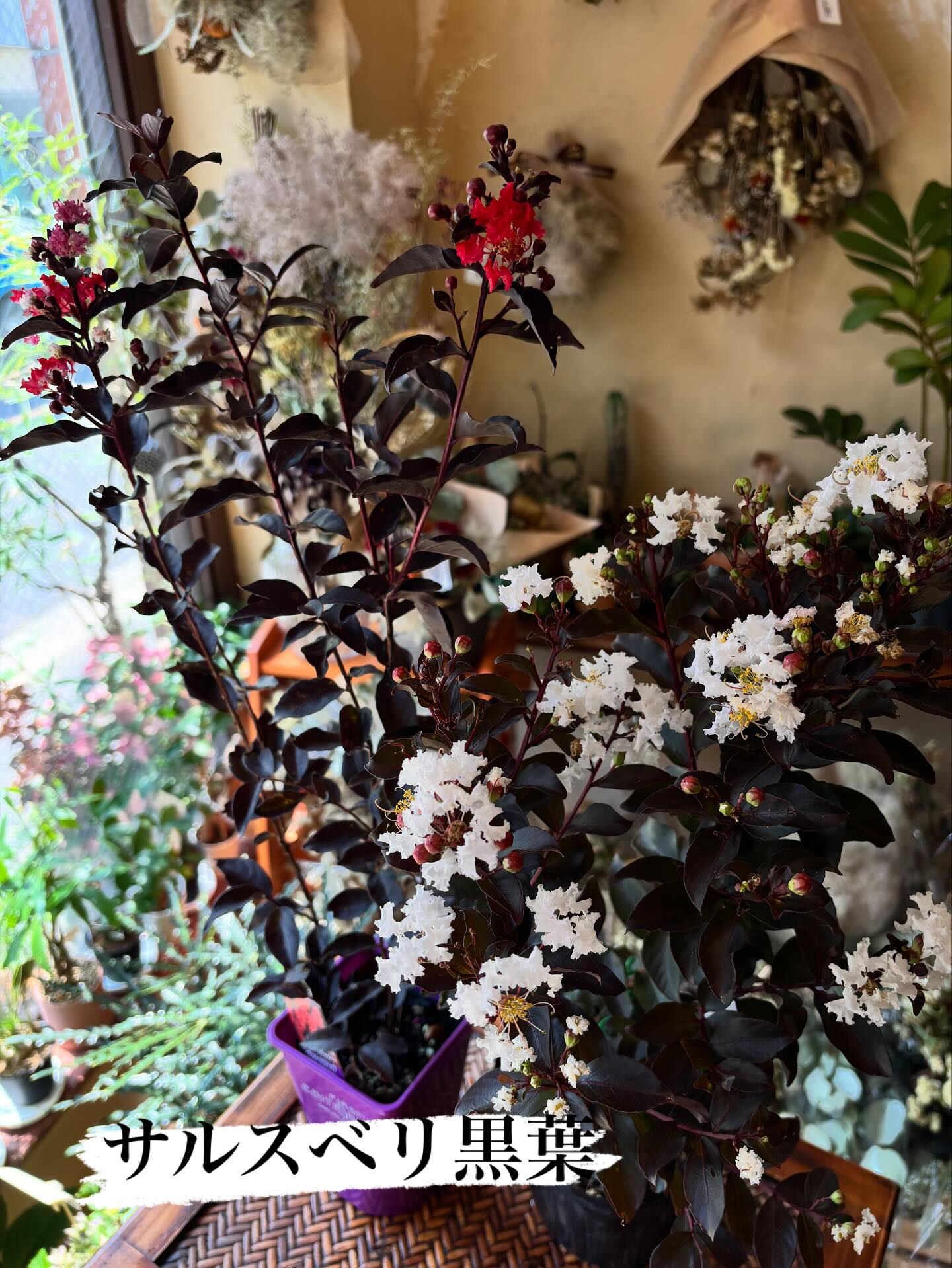 本日のイチオシ鉢物をご紹介します🌿 