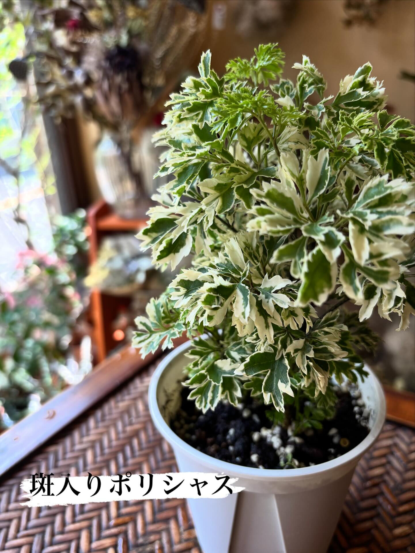 本日のイチオシ鉢物をご紹介します🌿 