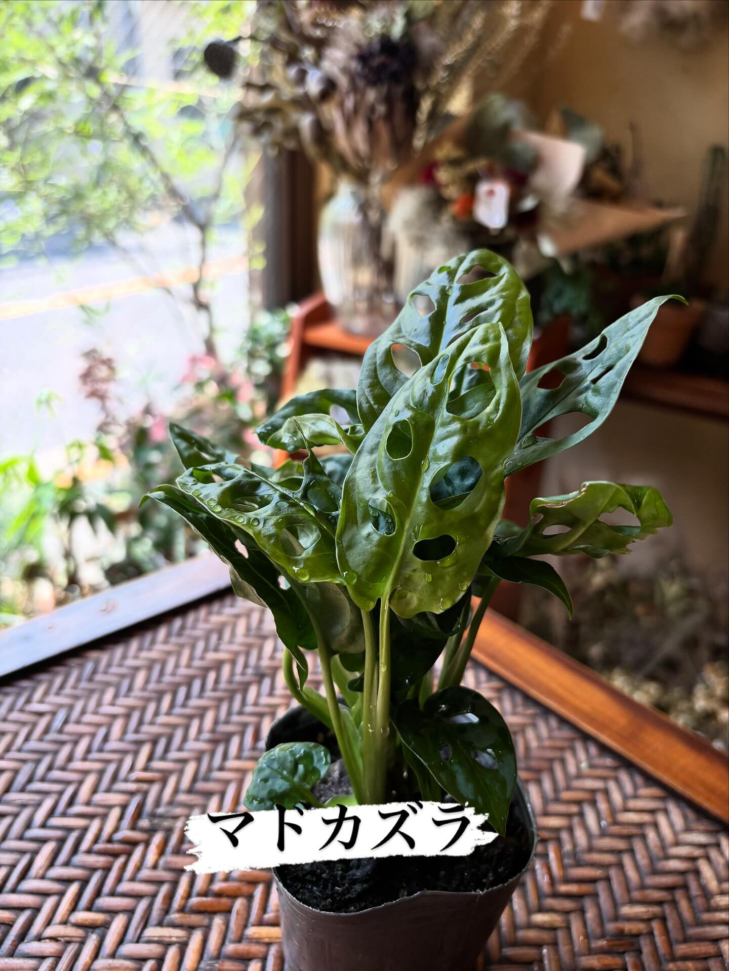 本日のイチオシ鉢物をご紹介します🌿 