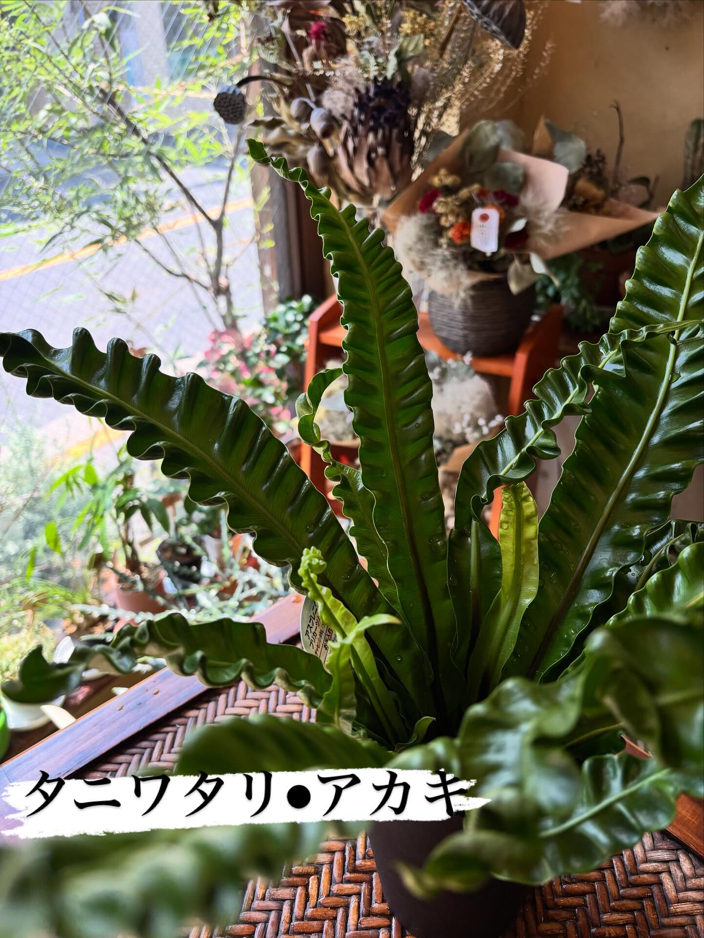本日のイチオシ鉢物をご紹介します🌿 