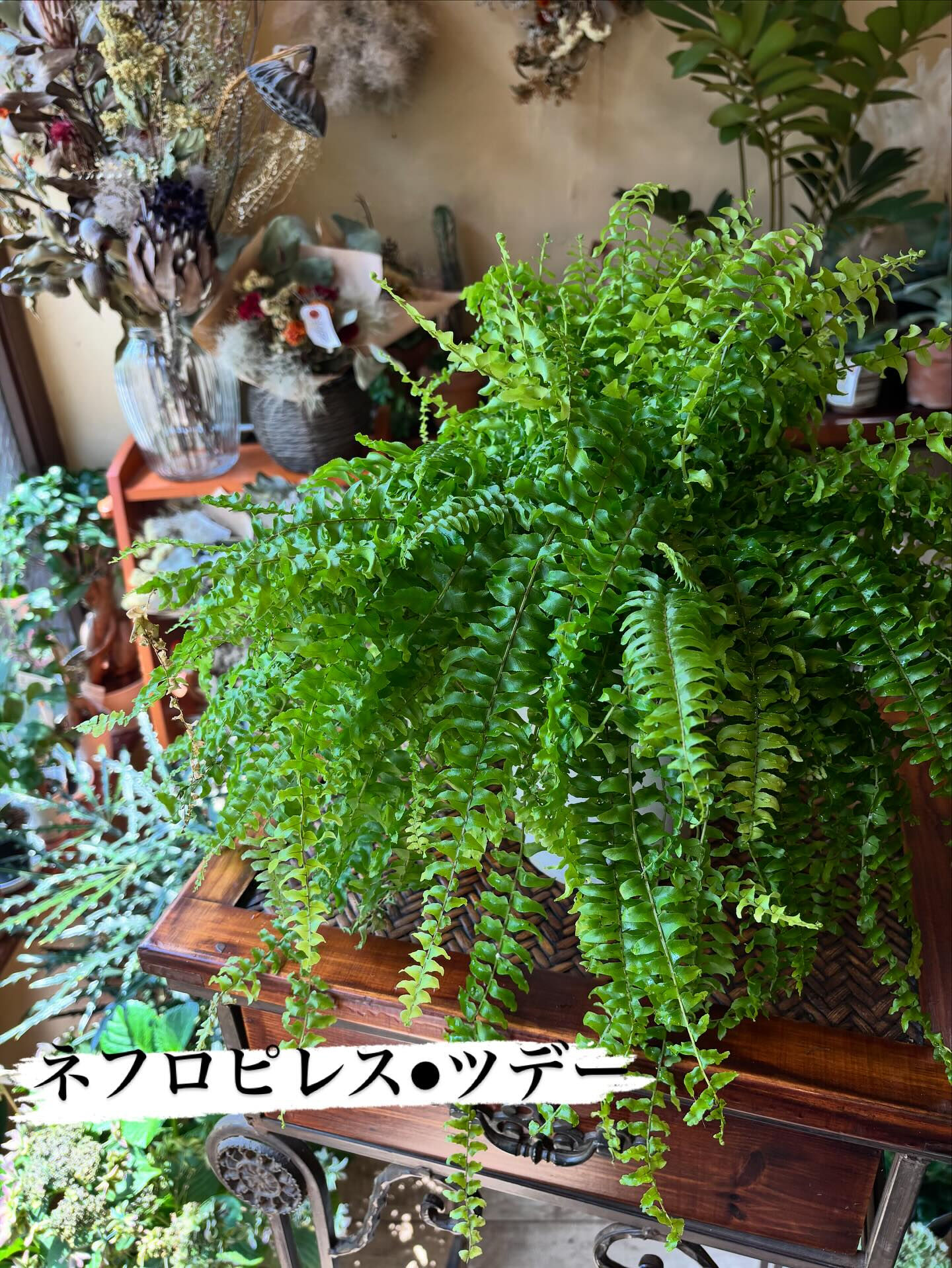 本日のイチオシ鉢物をご紹介します🌿 