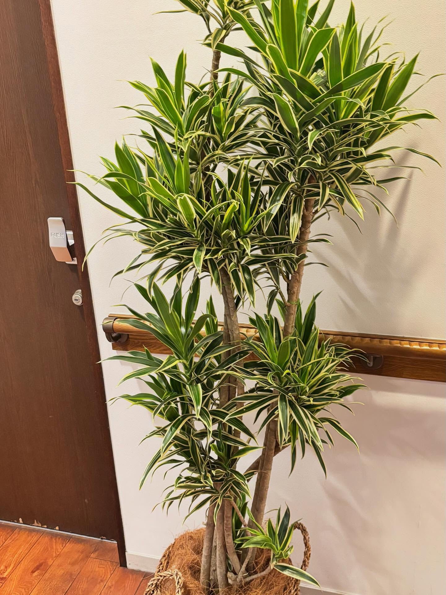 🪴 _観葉植物のリース、近くのクリニック様へ納品いたしました