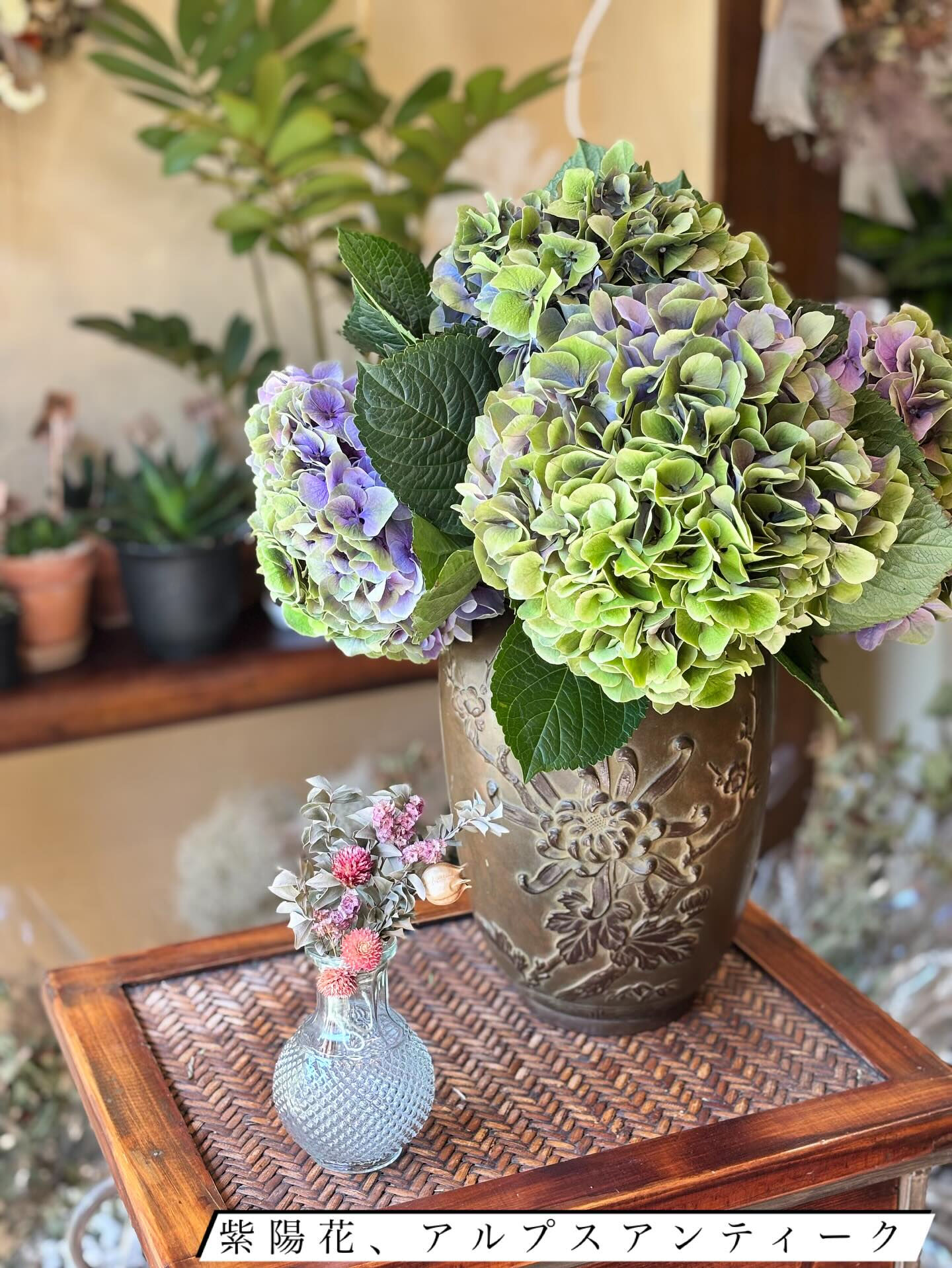 青木園芸さんの紫陽花が入荷しました