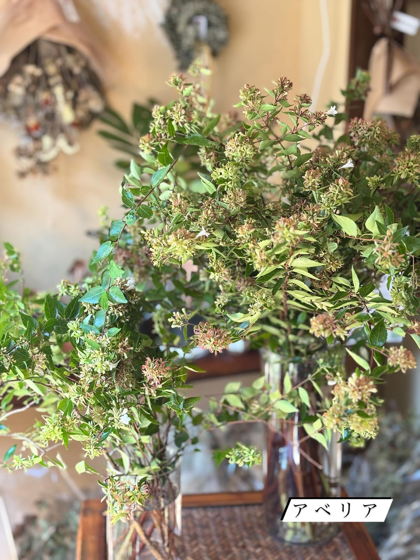 青木園芸さんの紫陽花が入荷しました