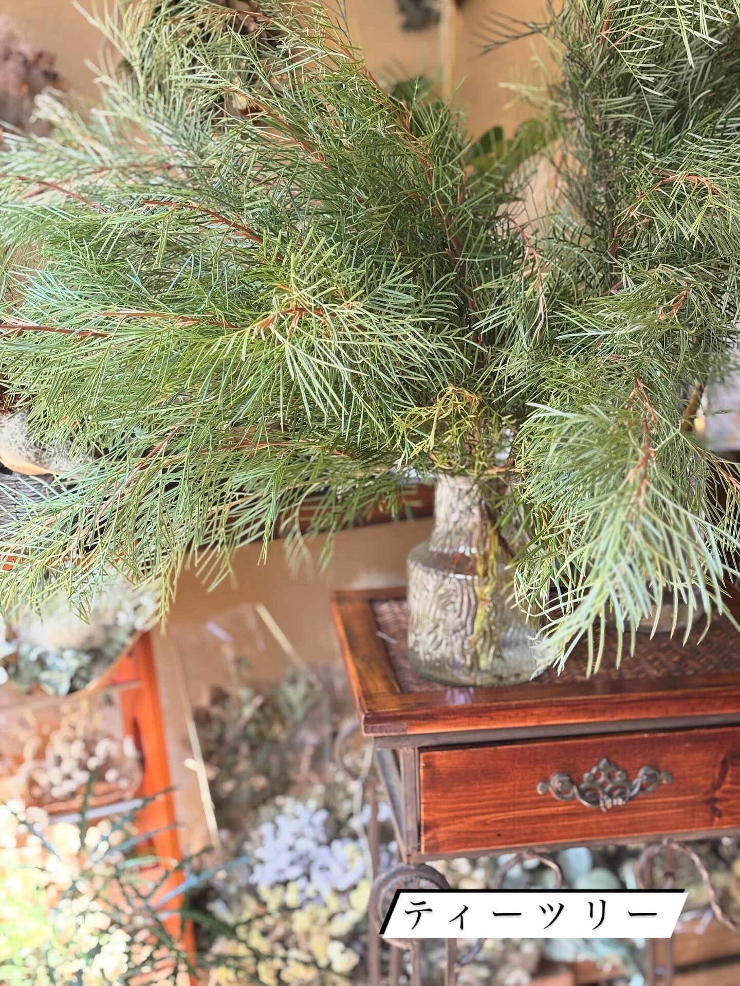 青木園芸さんの紫陽花が入荷しました