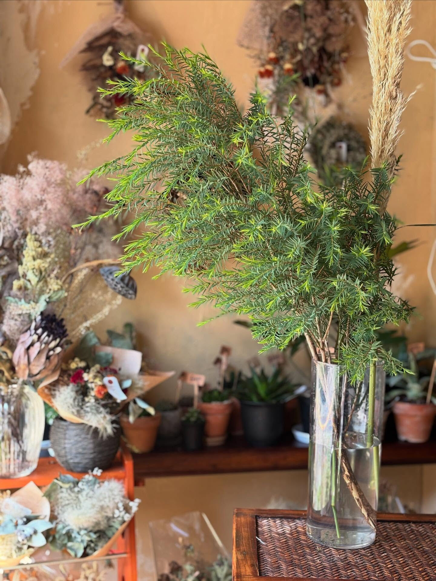 青木園芸さんの紫陽花が入荷しました