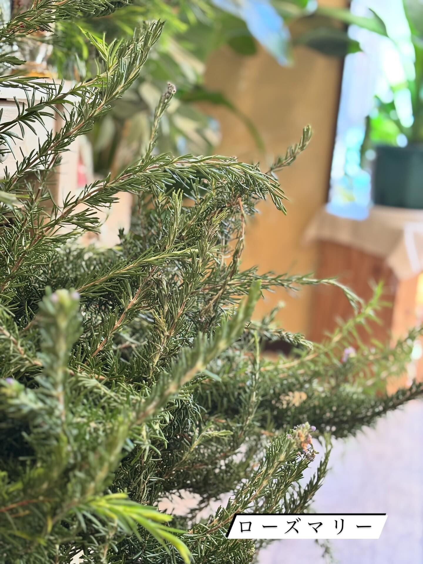 青木園芸さんの紫陽花が入荷しました