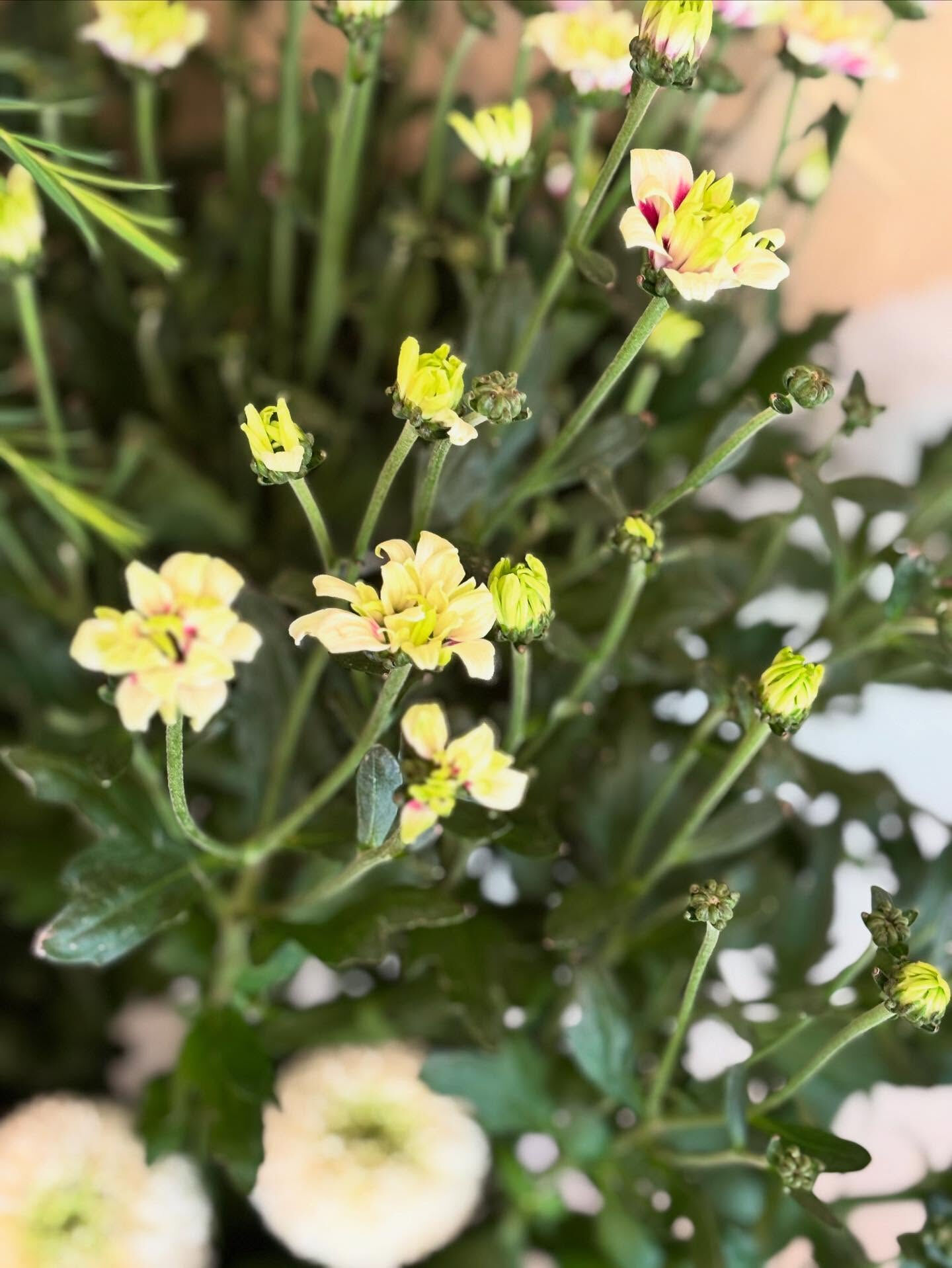 青木園芸さんの紫陽花が入荷しました