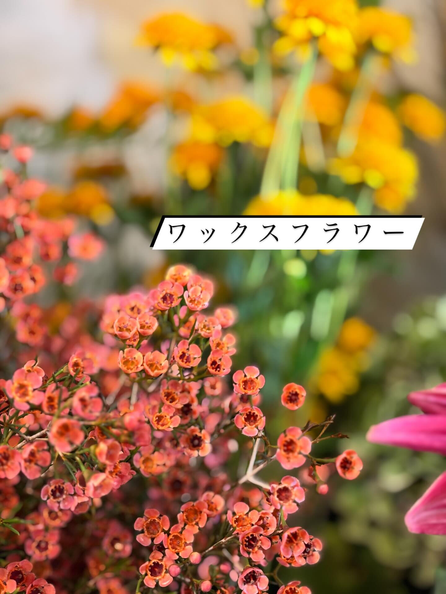 青木園芸さんの紫陽花が入荷しました