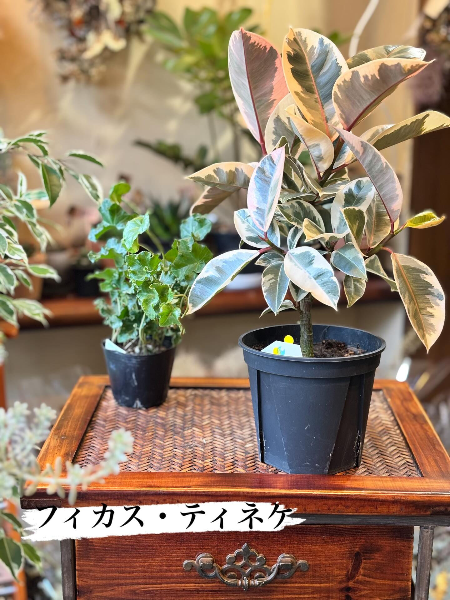 🪴本日のおすすめ鉢物をご紹介します