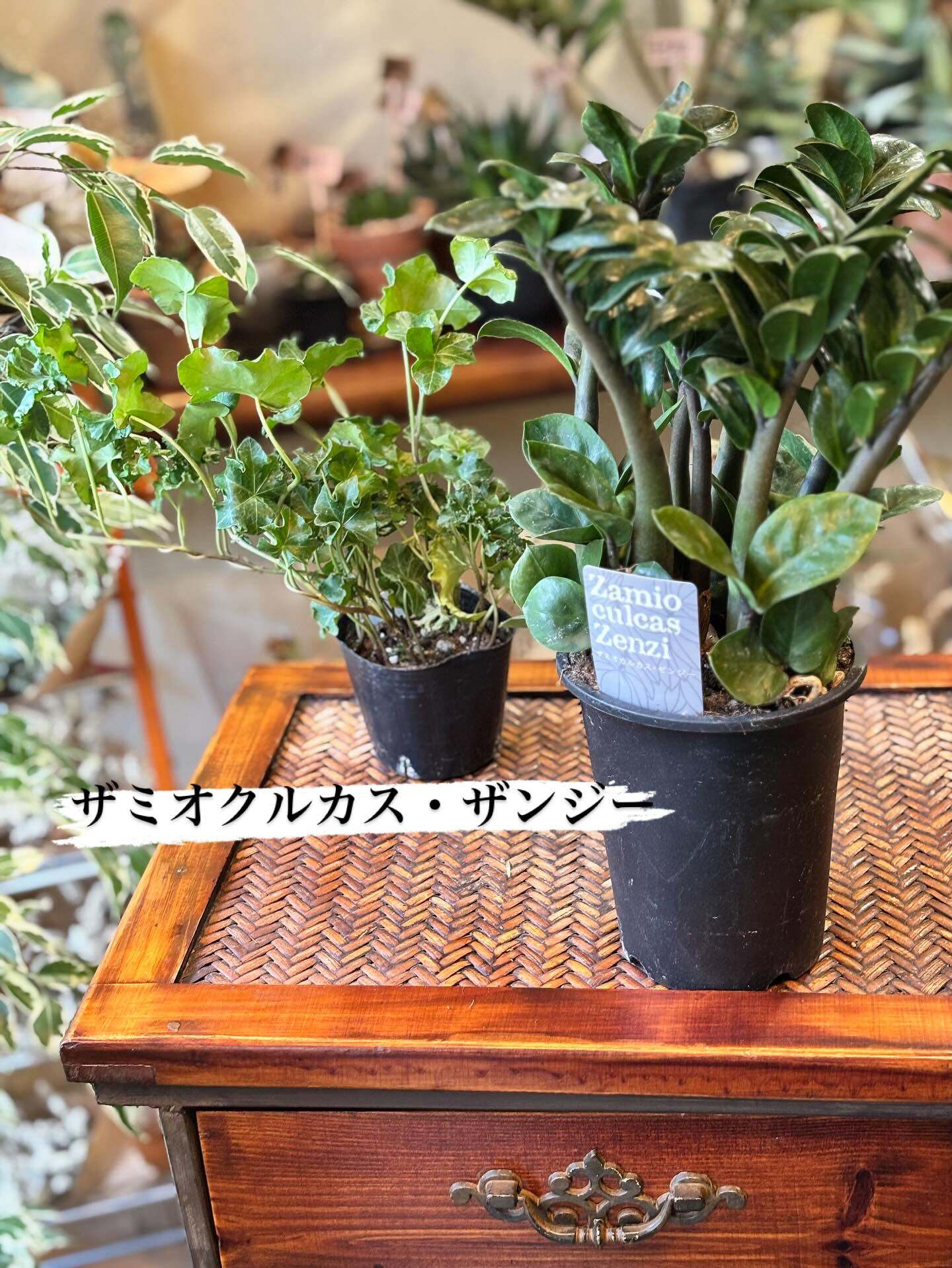 🪴本日のおすすめ鉢物をご紹介します