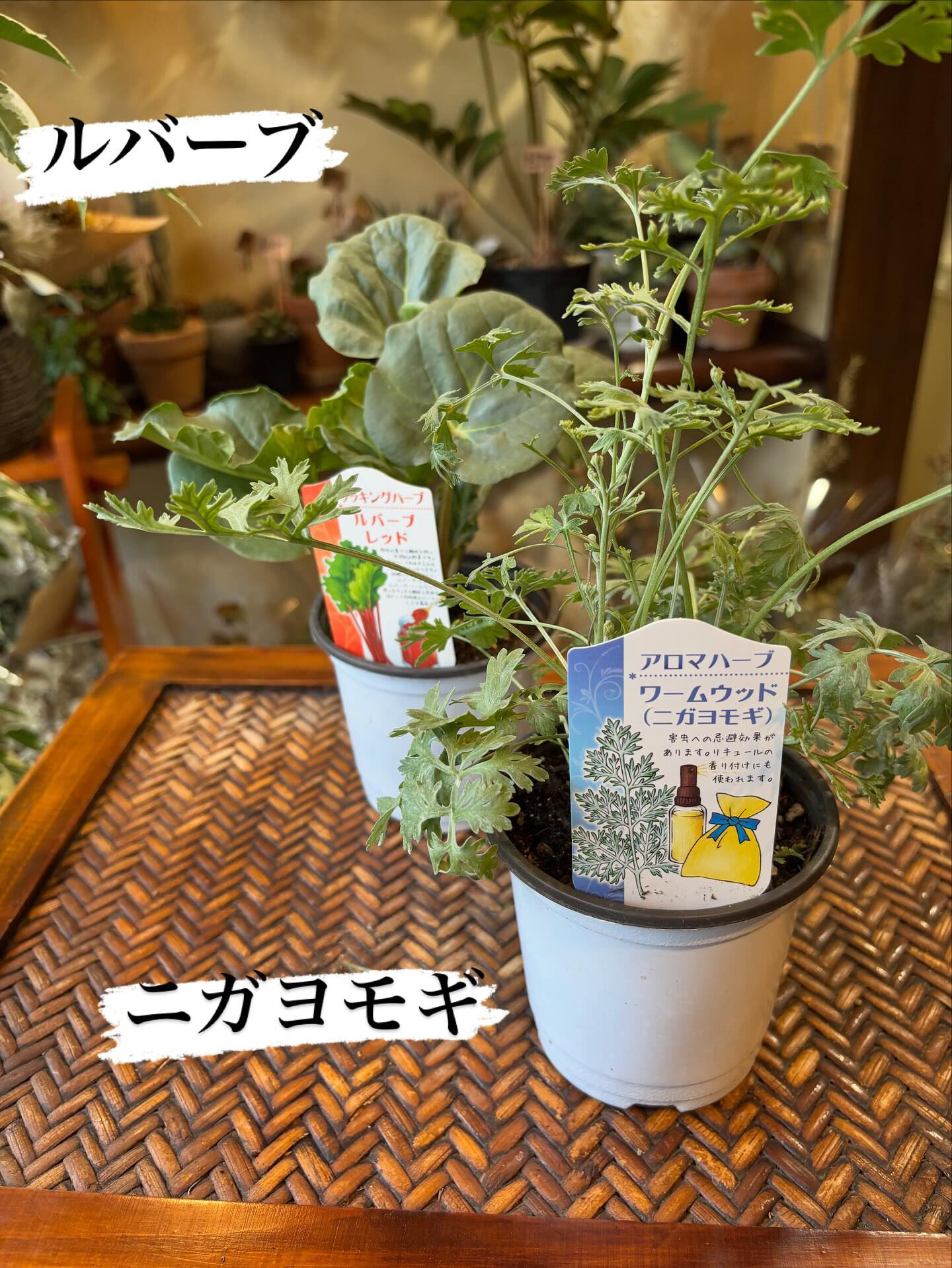 🪴本日のおすすめ鉢物をご紹介します